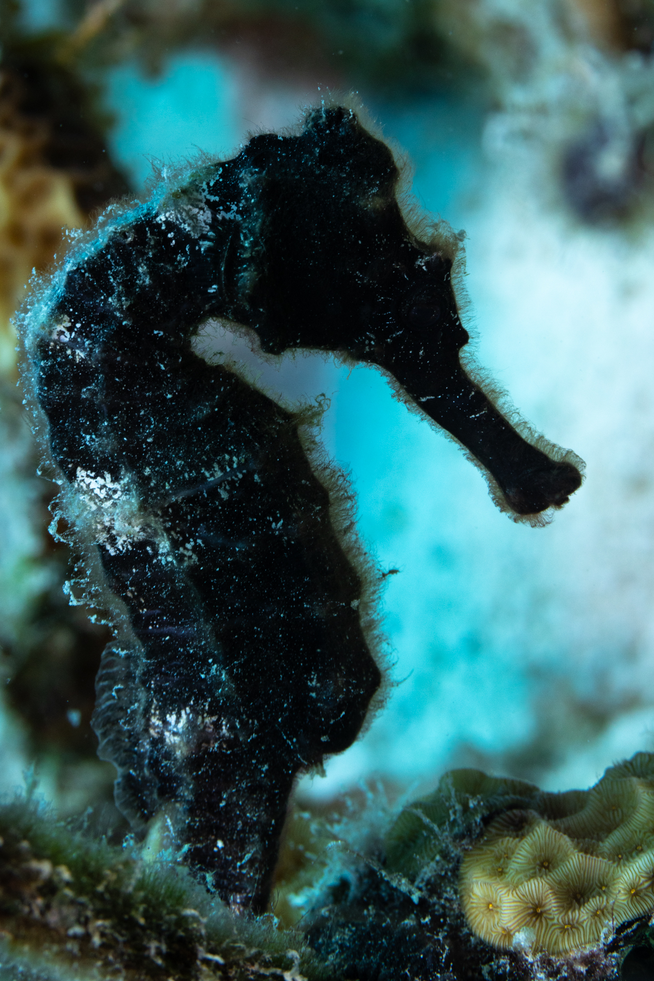 A tiny black seahorse rising from behind coral.