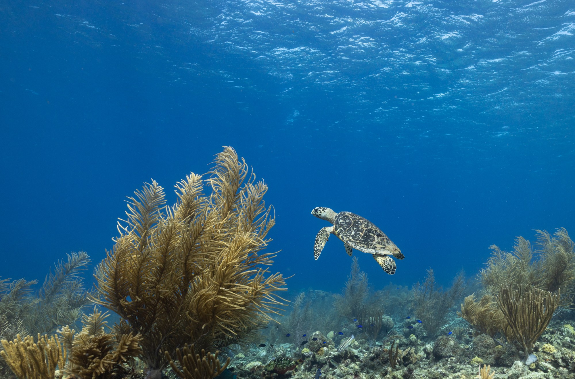 A hawksbill turtle swimming underwater among coral