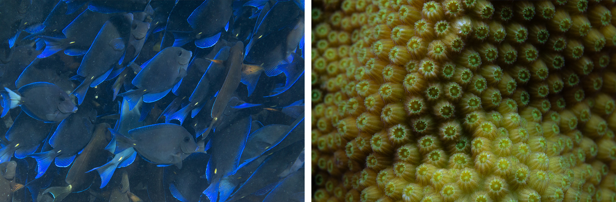 Left: A dense school of blue tangs. Right: A close-up view of star coral, where you can see the individual coral polyps.