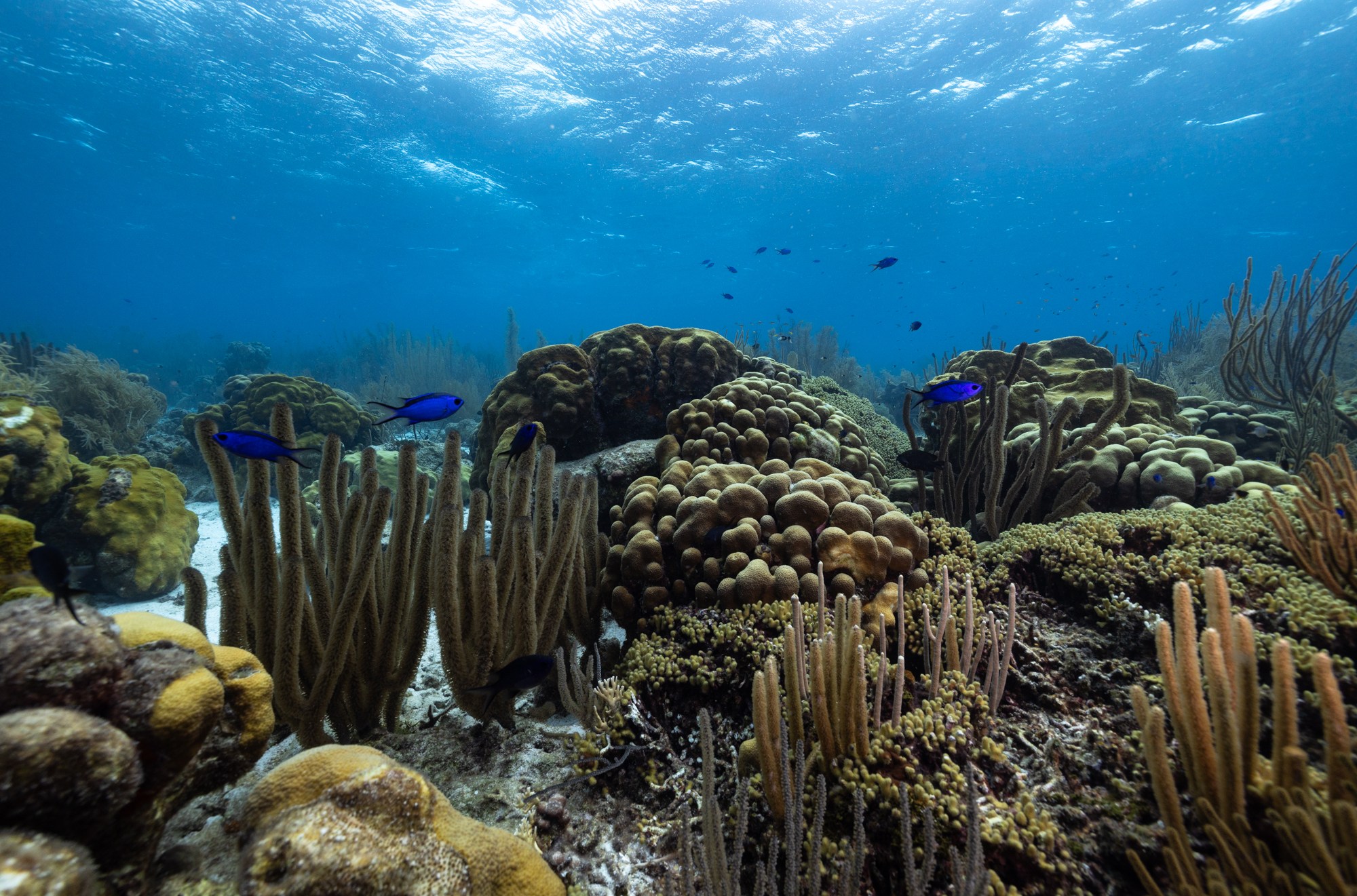 Small blue and black fish swim among a forest of corals resembling plants.