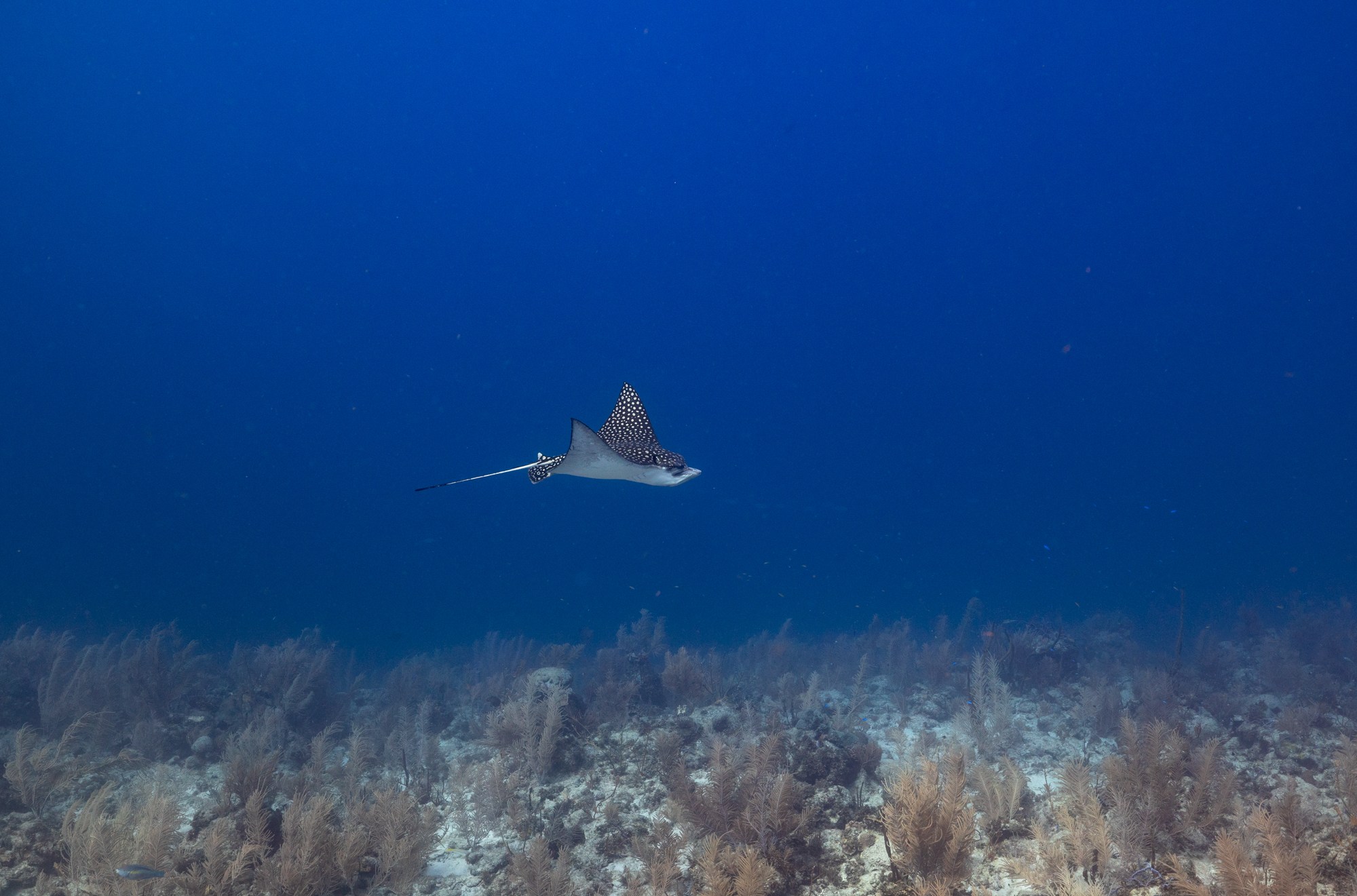 A spotted eagle ray swims across a blue expanse.