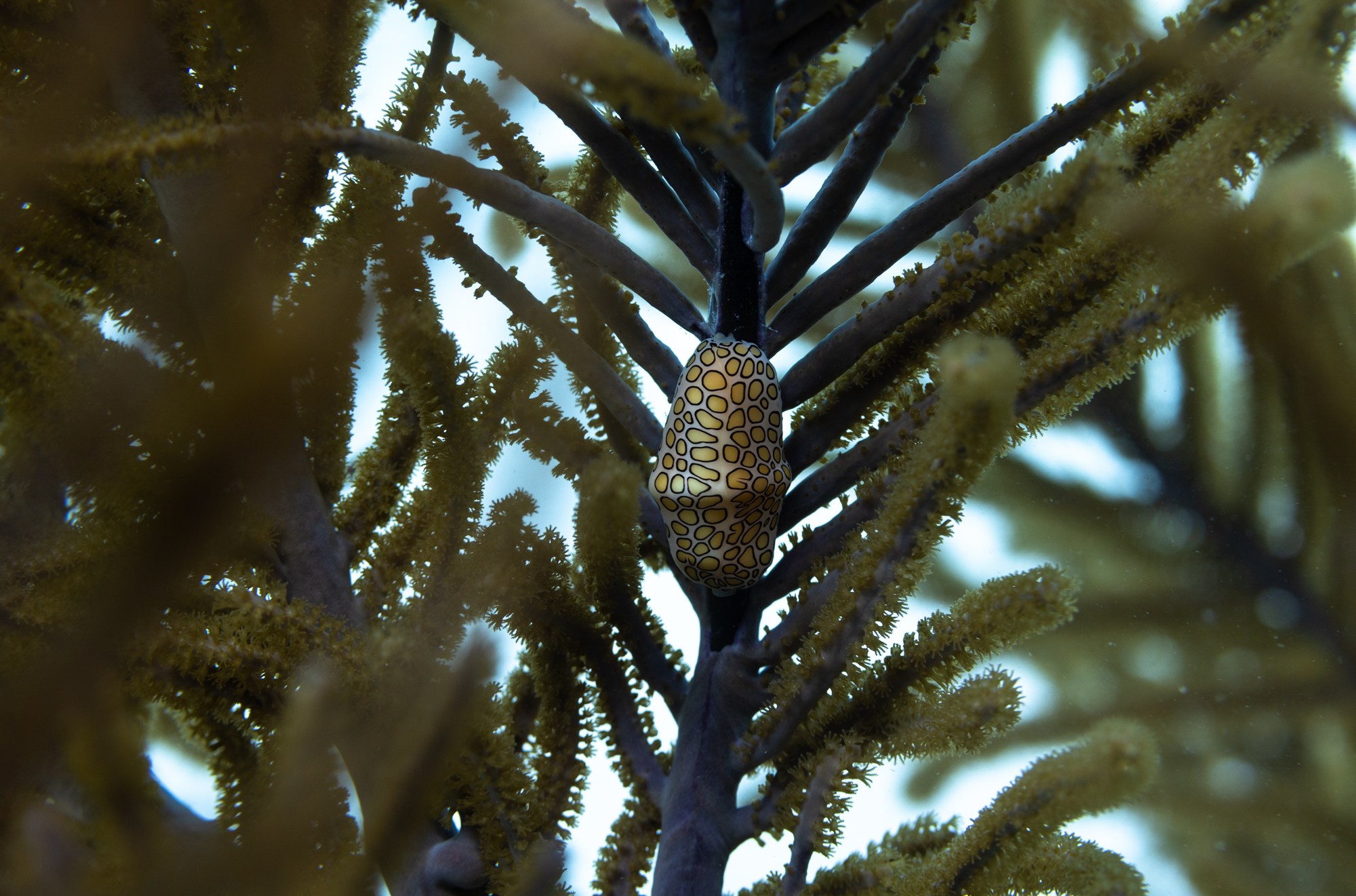 A close up photo of detailed soft coral