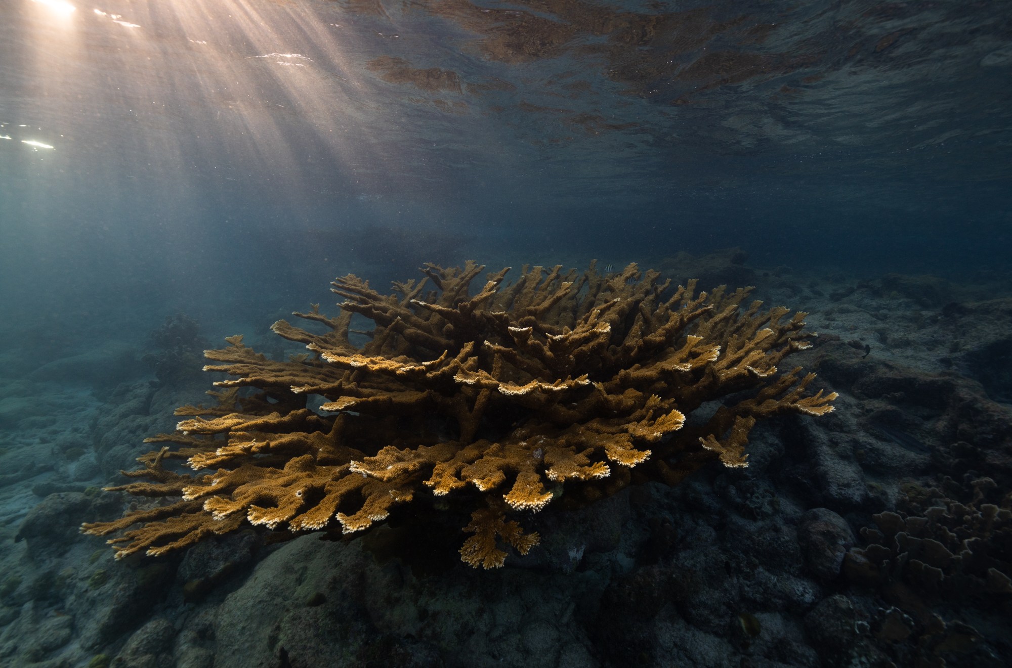 Large elkhorn coral under water with light from the sun streaming down on it