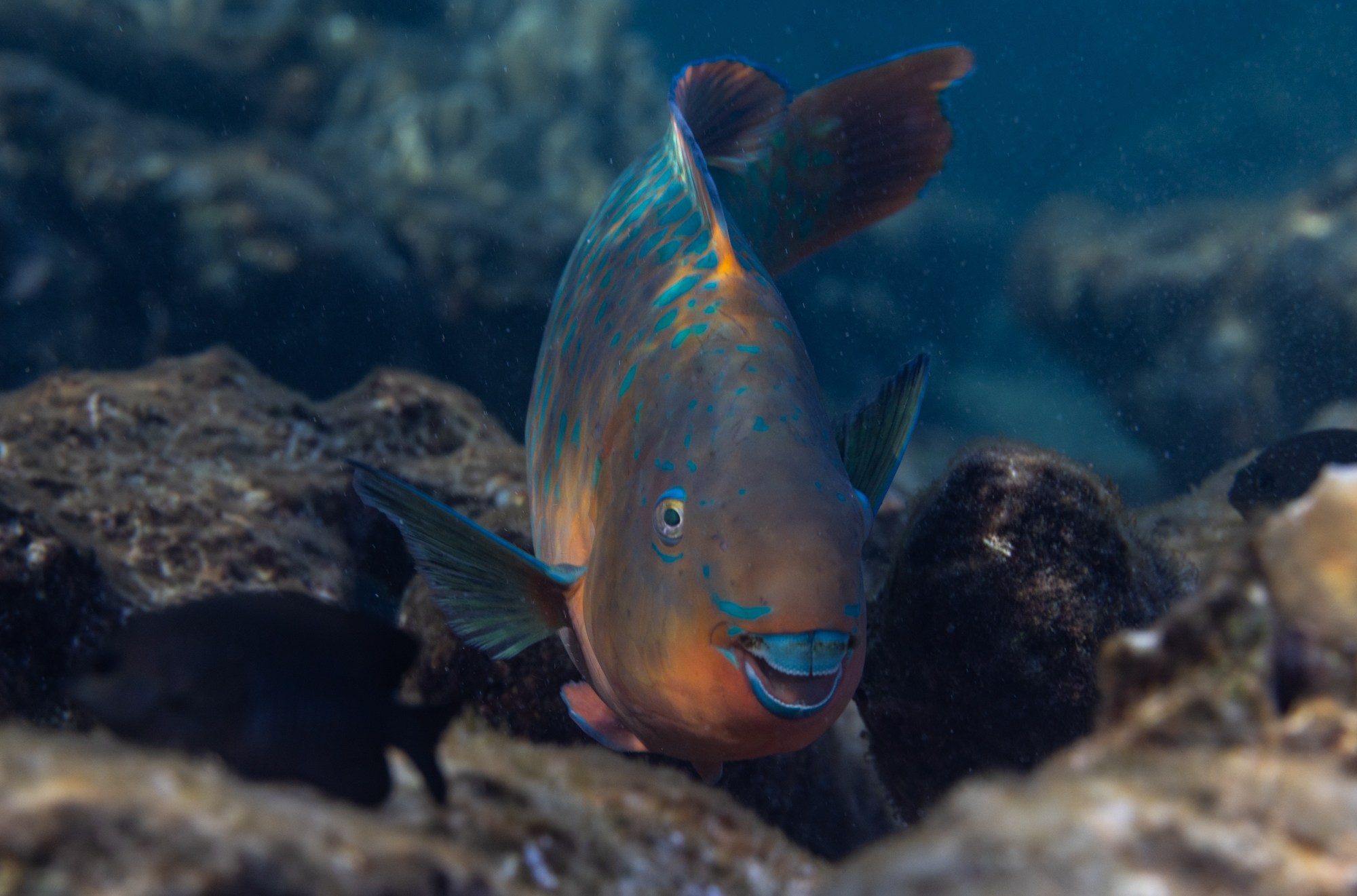 A photo of a bright orange and blue parrotfish swimming directly toward the camera