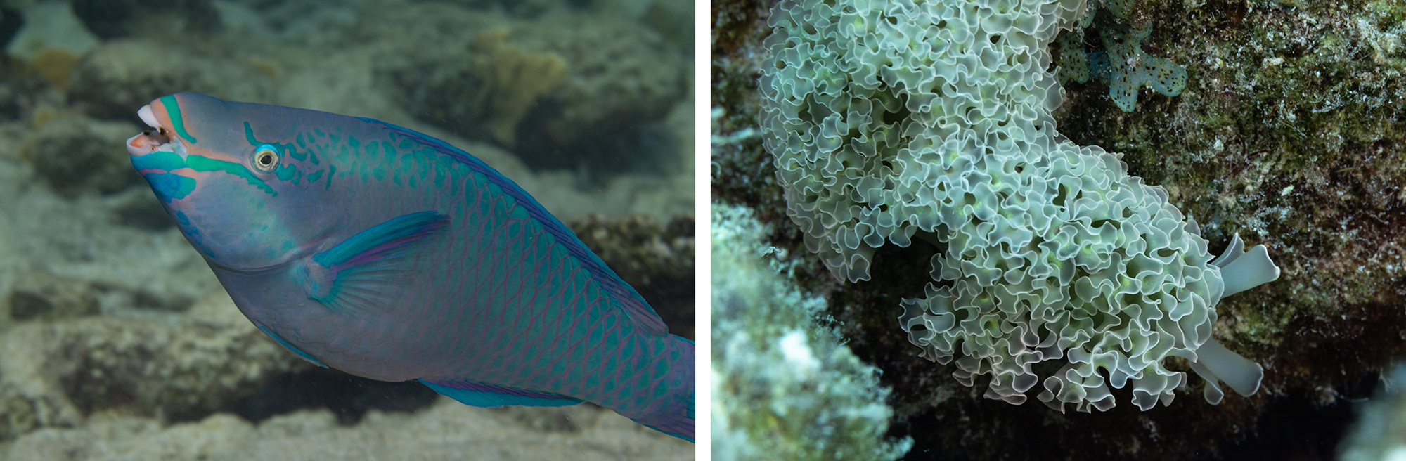 Left: A queen parrotfish. Right: A lettuce sea slug, which is basically just a pile of ruffles.