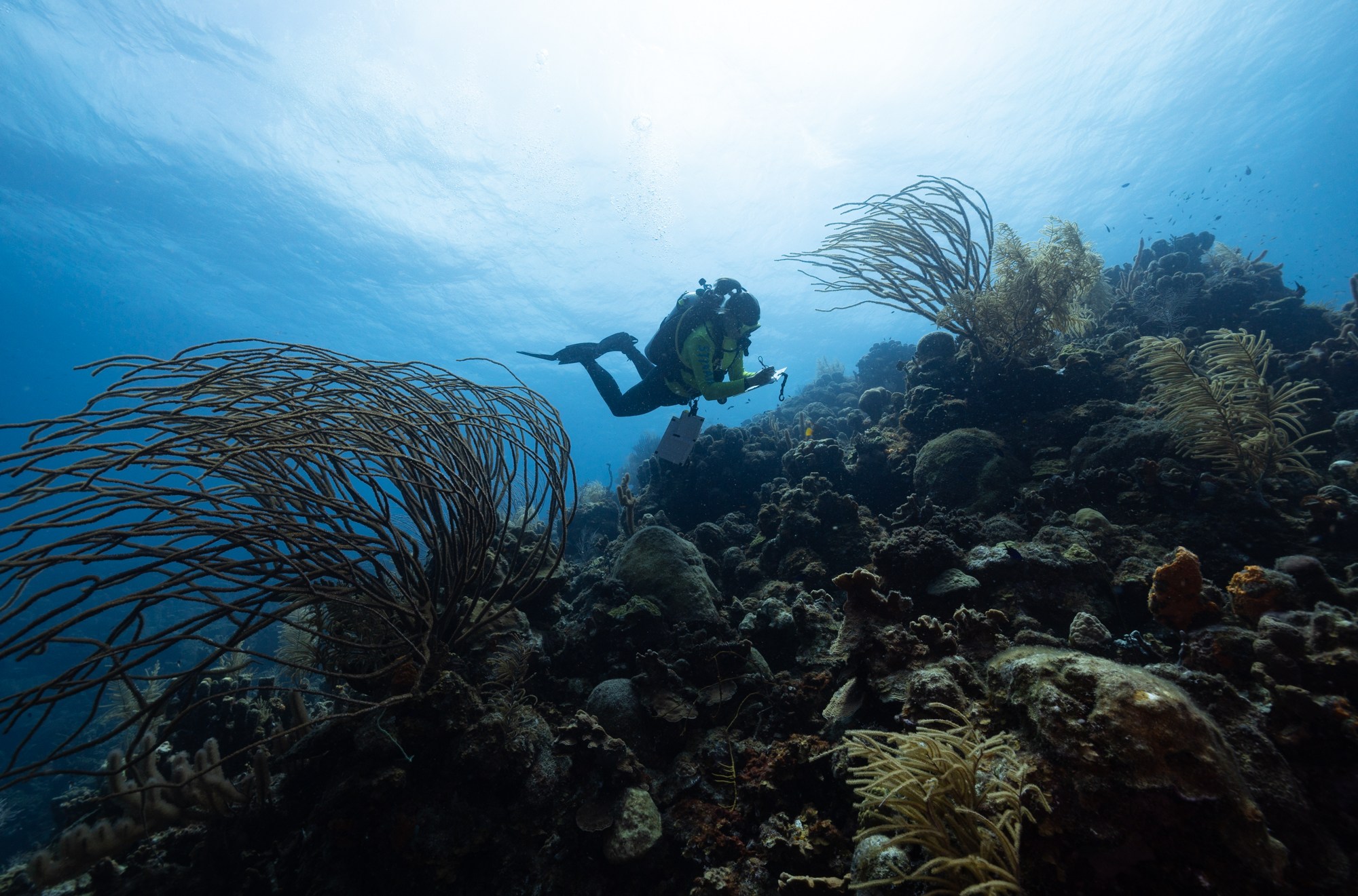 A diver taking notes while swimming above a coral reef