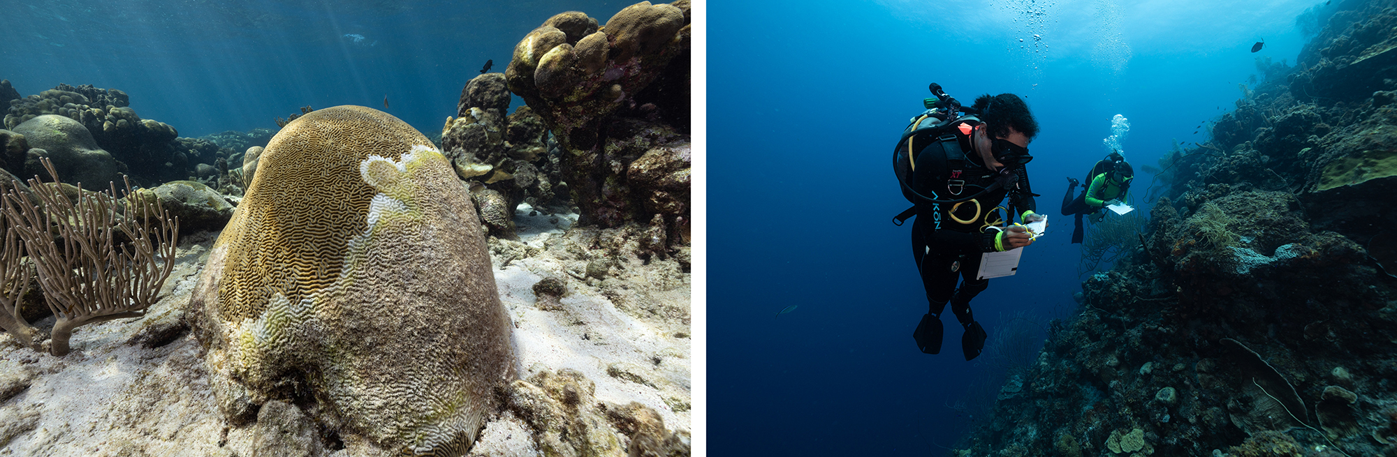 Left: SCTLD spreads through a colony of symmetrical brain coral. Right: STINAPA’s Francisca and de Kool float along the reef, looking for infected and resilient corals.