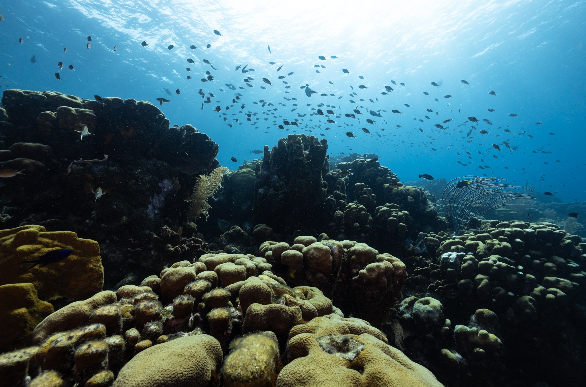 An underwater scene with coral reef and schools of fish