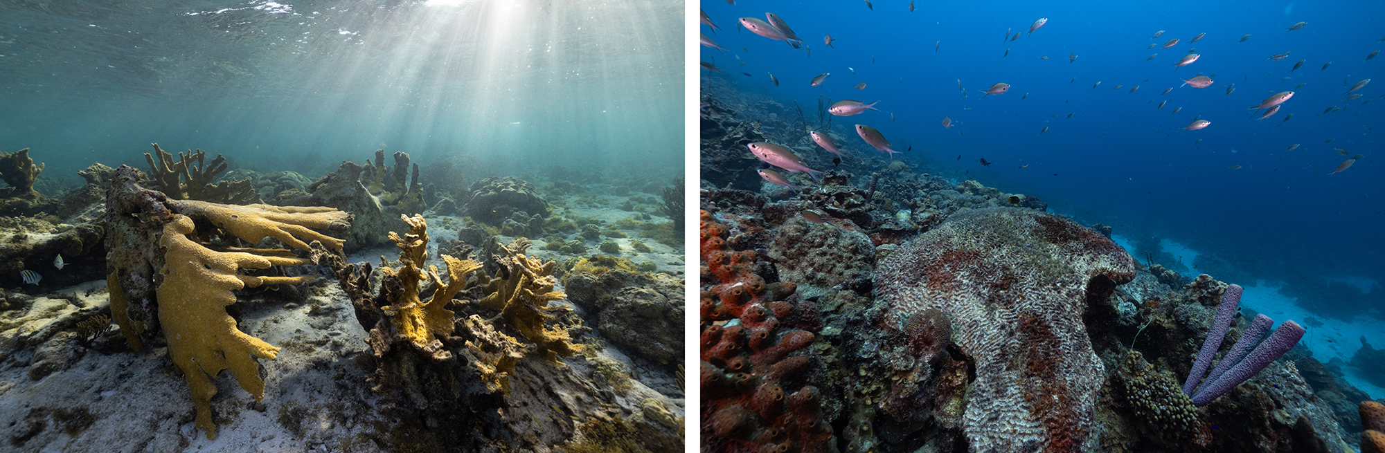 Left: Colonies of elkhorn coral that have been toppled, possibly by a storm or strong currents. Right: A dead colony of boulder brain coral.