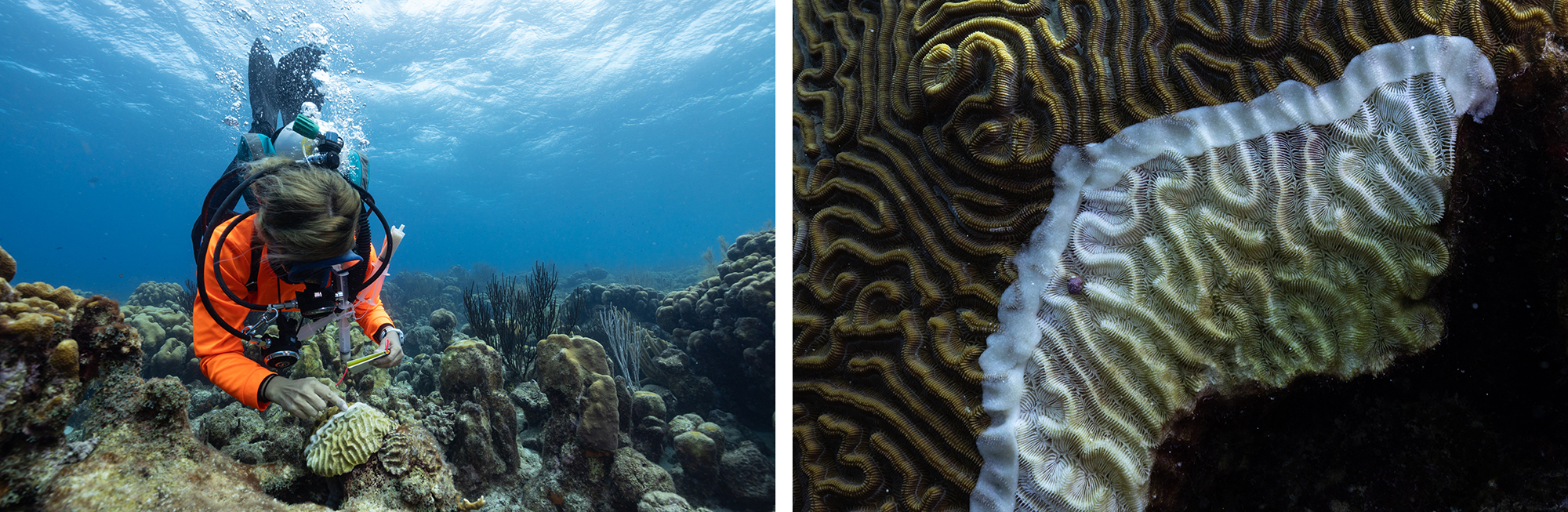 Left: Dive instructor and educator Carmen Toanchina, who volunteers with STINAPA, applies antibiotics to a boulder brain coral infected with SCTLD. Right: A close-up look at the antibiotic paste used to prevent the disease from spreading.