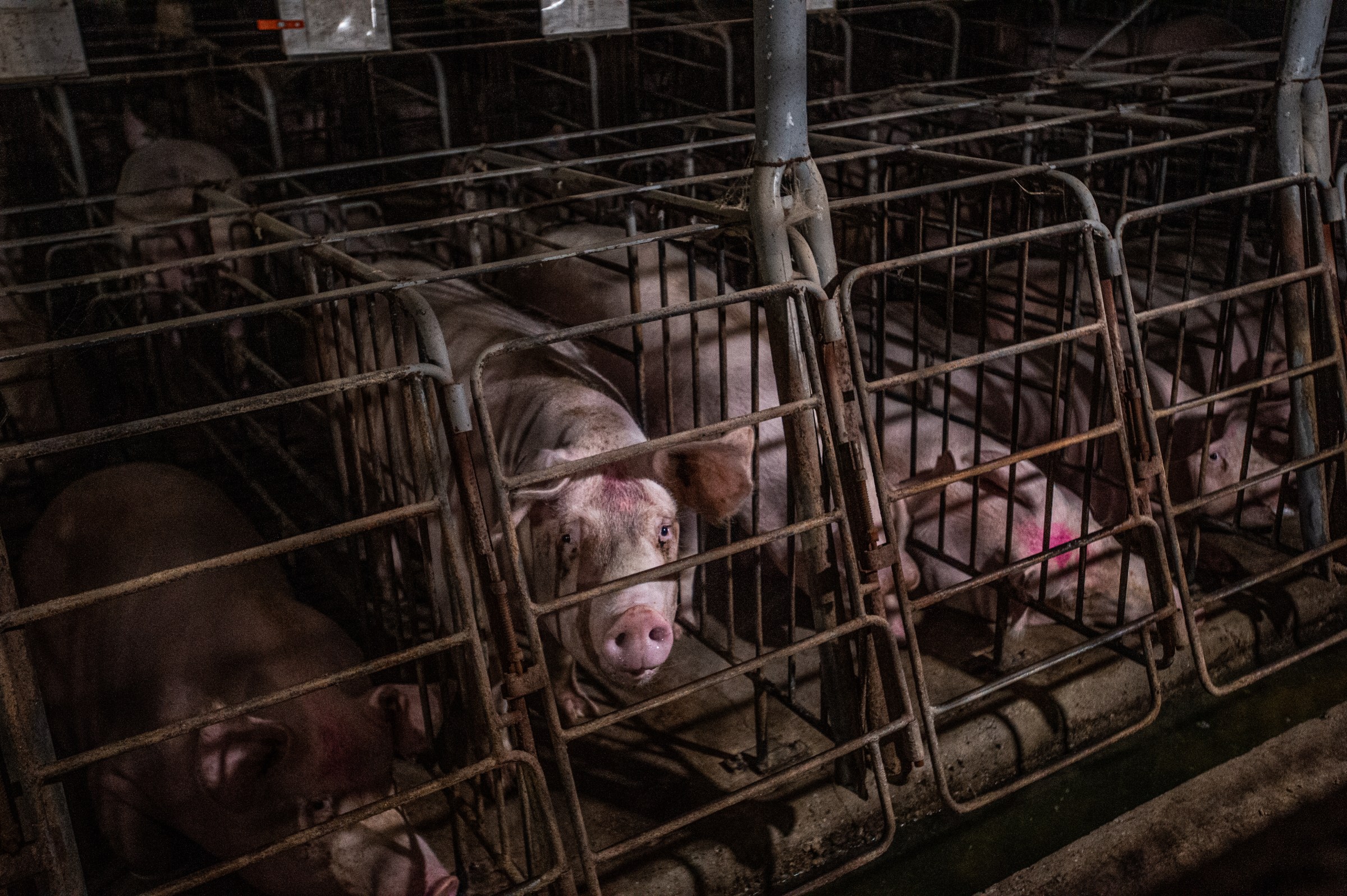 A pig inside a narrow metal crate looks toward the camera