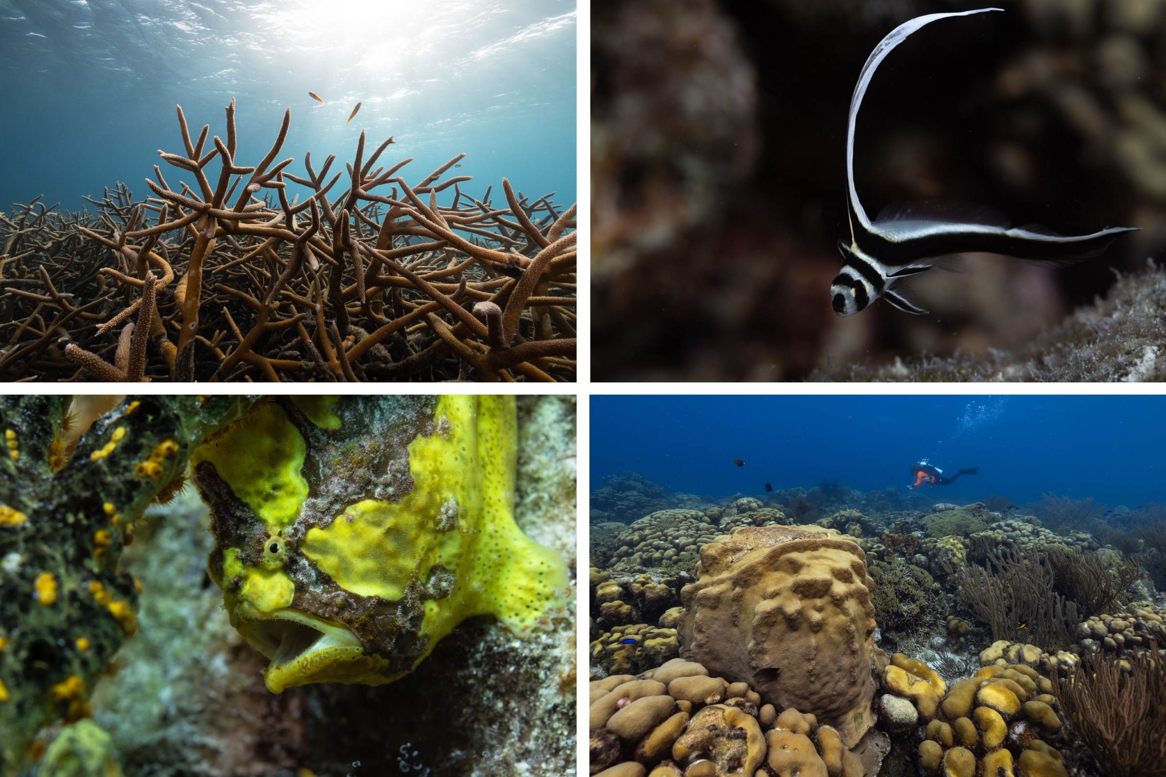 Clockwise from top left: A collection of staghorn coral, a branching species that’s declined throughout the Caribbean; a juvenile spotted drum fish; a coral-dense expanse of reef with dive instructor and educator Carmen Toanchina in the distance; a grumpy looking frogfish.