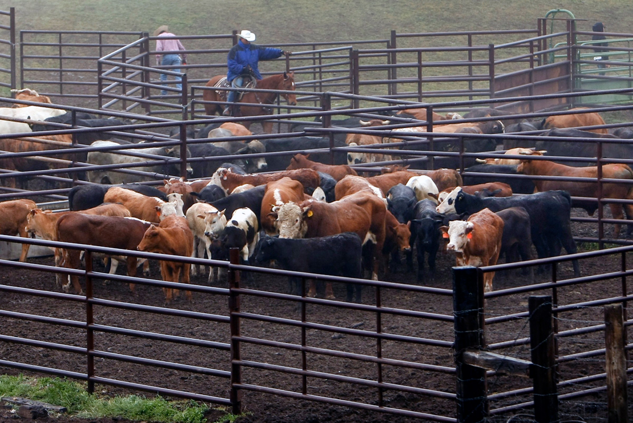 Cowboys round up cattle on the 15,000 acre Tollhouse Ranch in Caliente, California, which is owned by the Nature Conservancy.