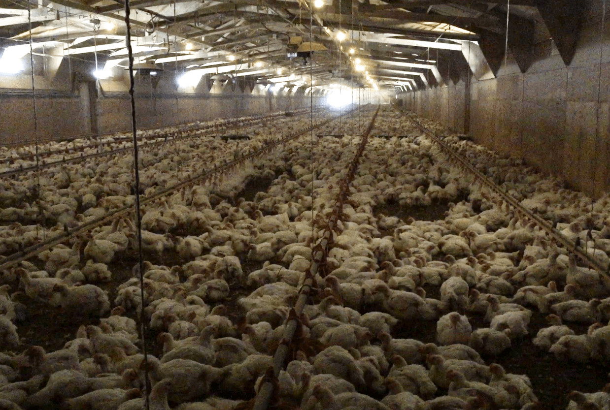 A room packed with chickens.