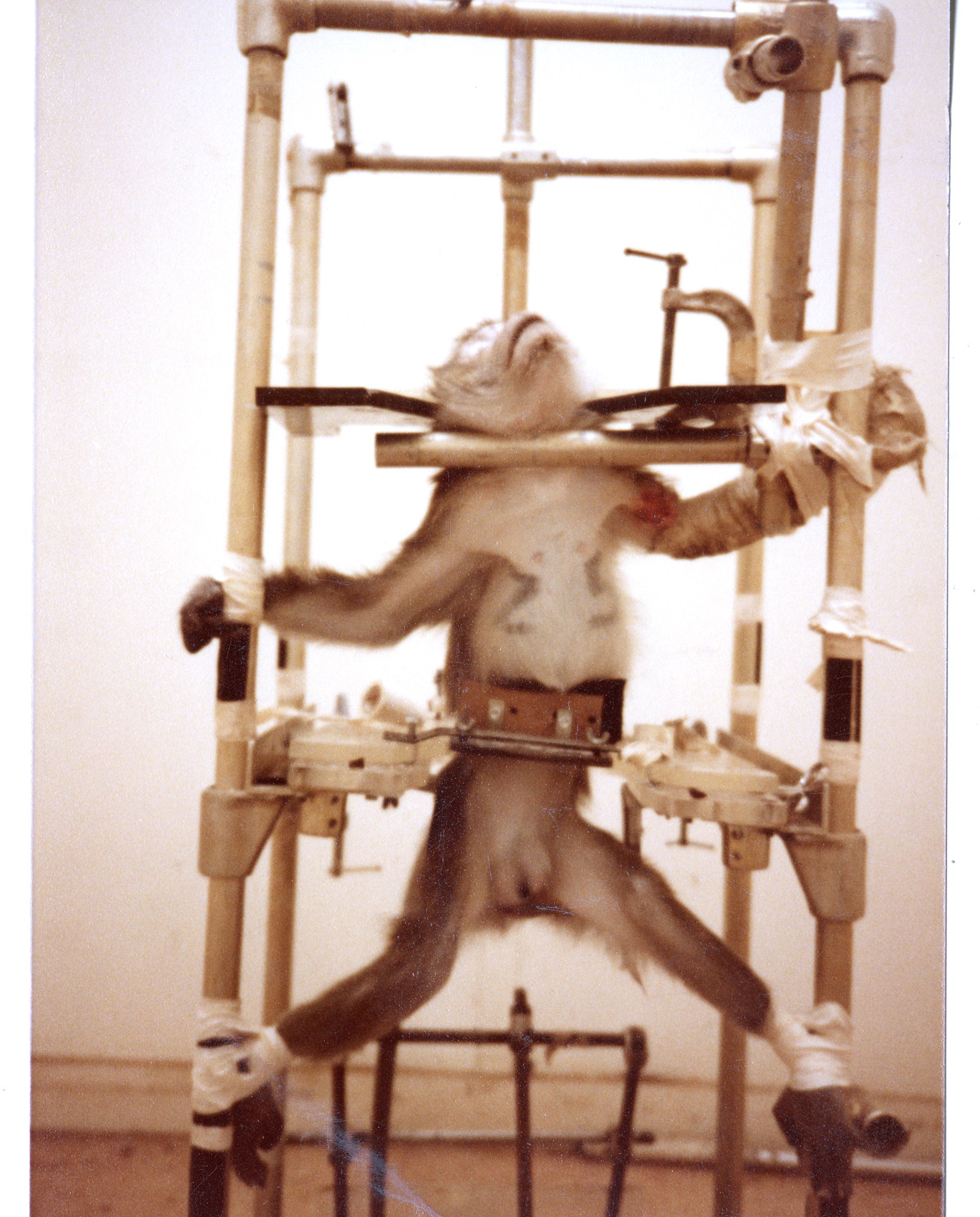 Photo of monkey in a lab with its arms and legs tied to poles and its head locked in place.Photo of monkey in a lab with its arms and legs tied to poles and its head locked in place.