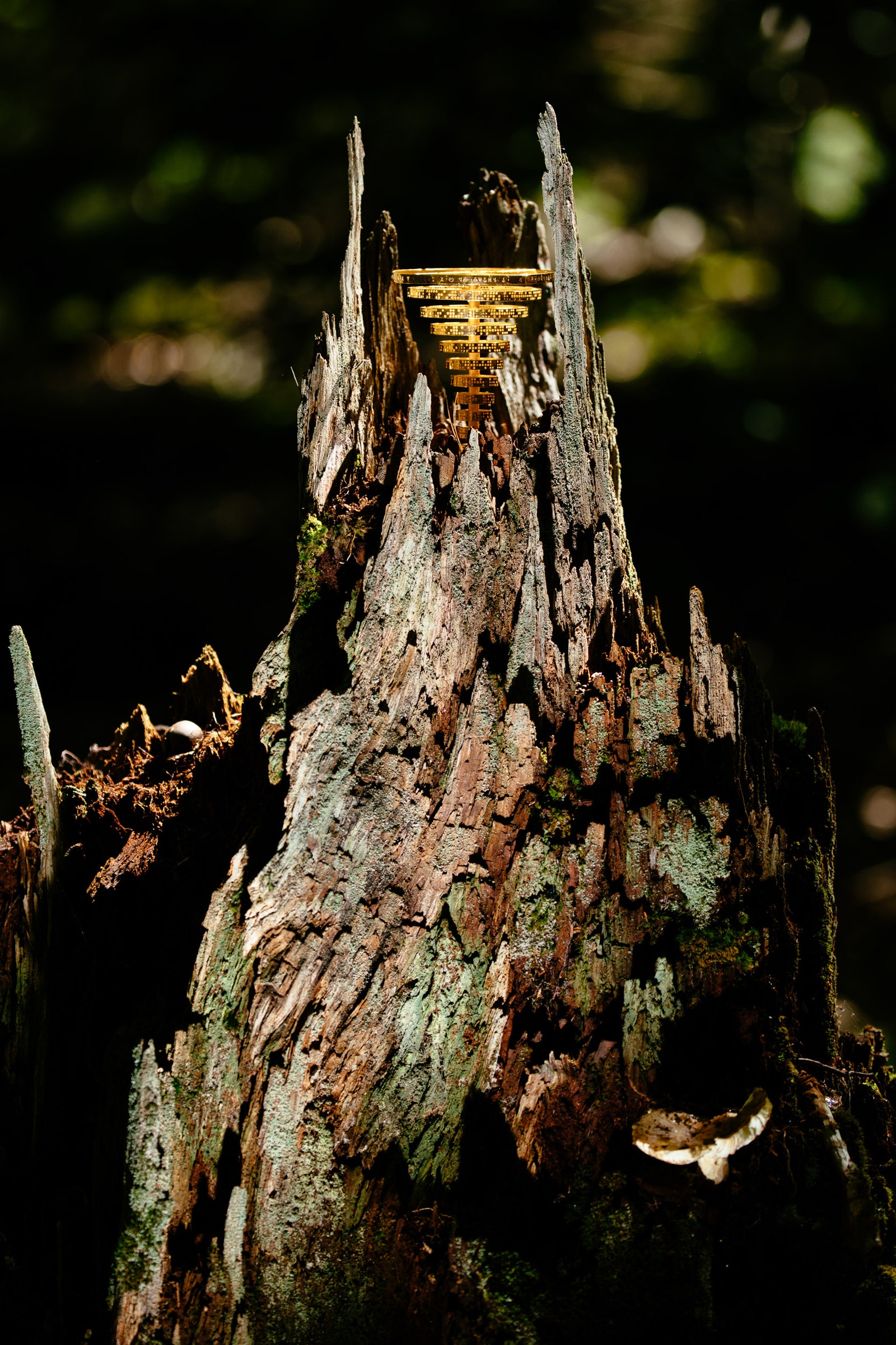 A golden trophy shining on a tree stump