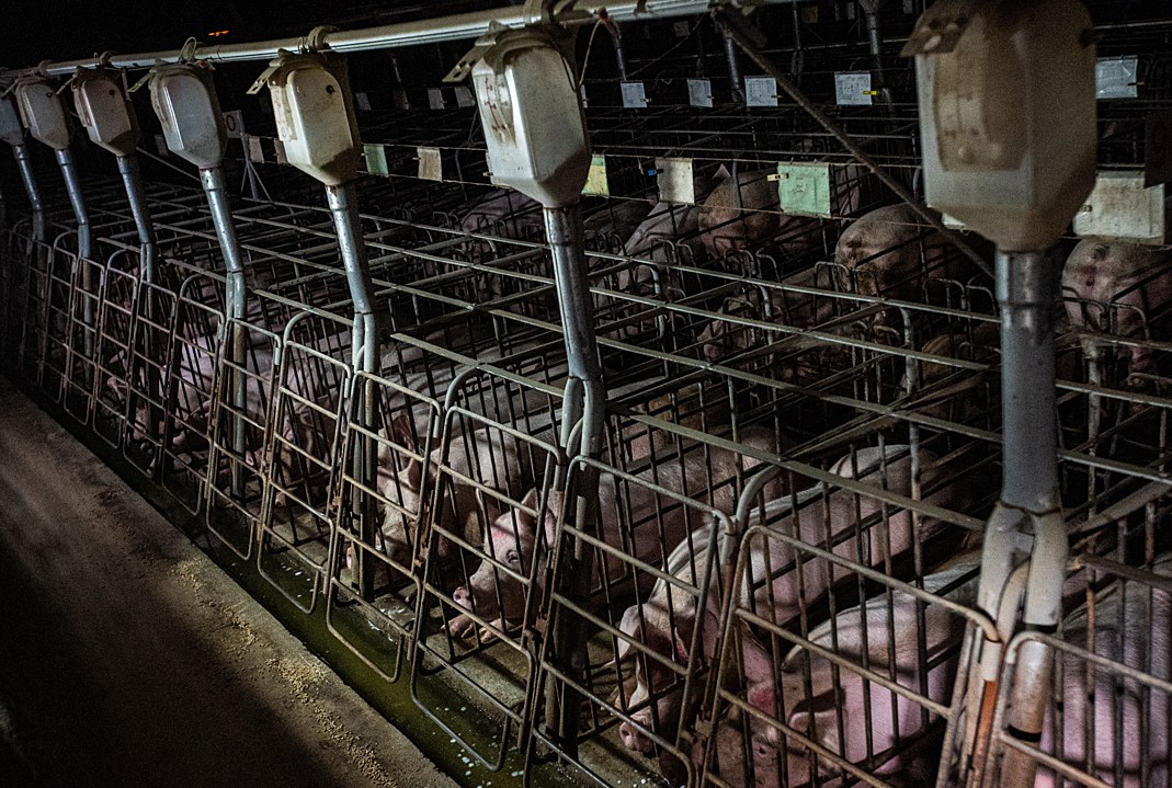 Pigs in rows of cages.