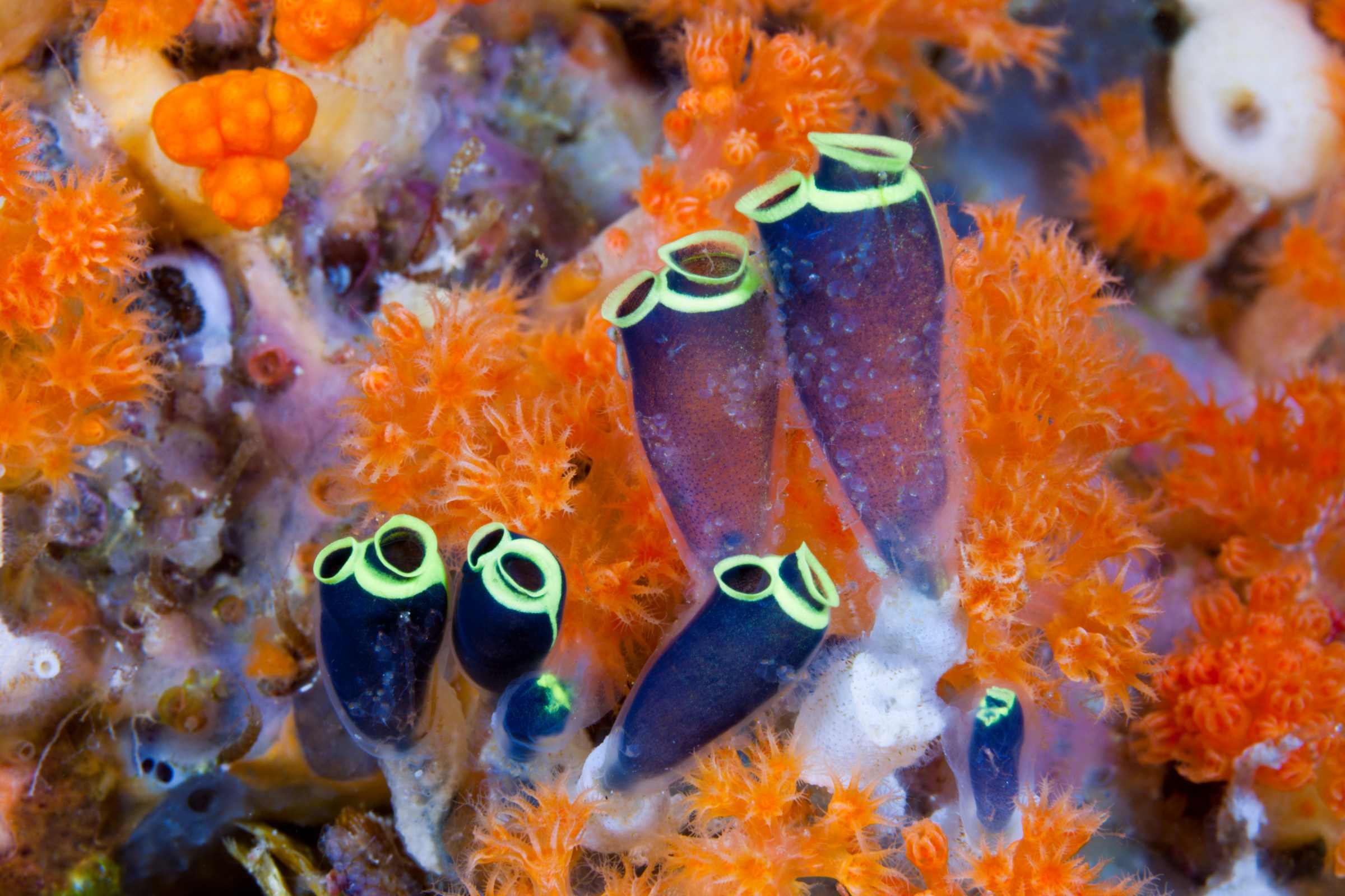 Colony of sea squirts underwear surrounded by orange