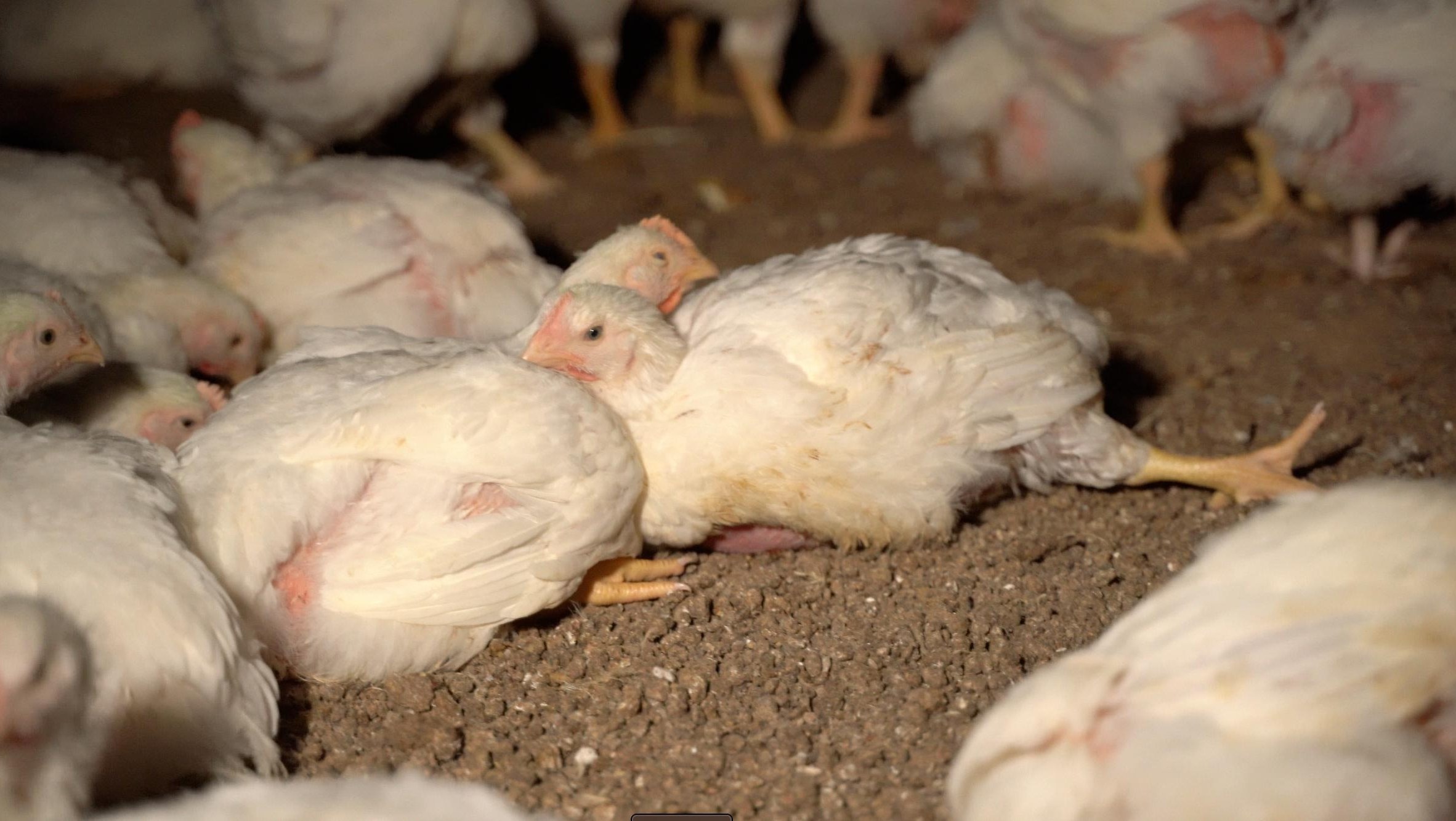 Chickens on a dirt floor, with one chicken leaning its head on the shoulder of another one