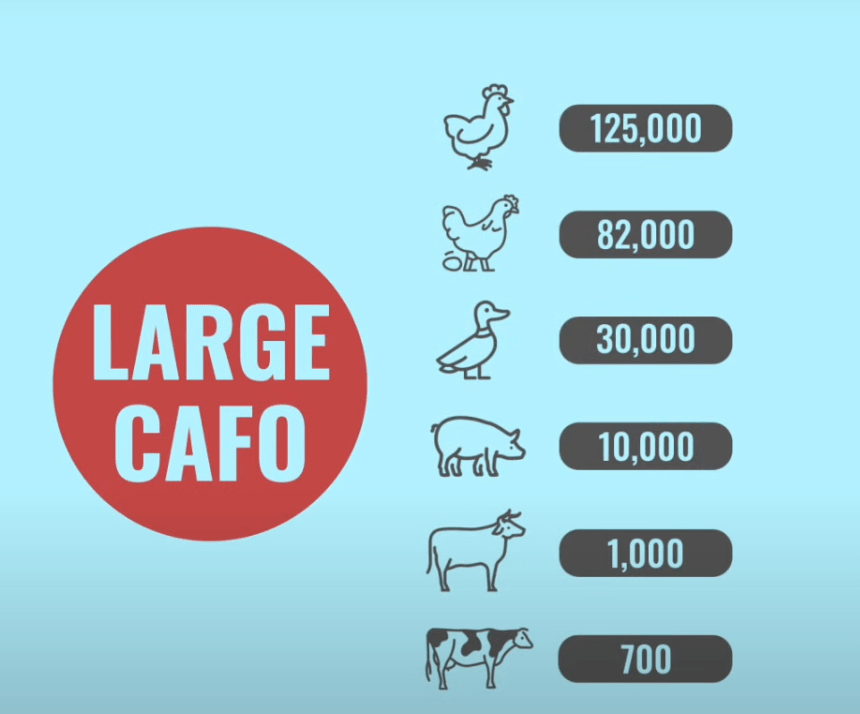 Graphic from a video showing how many animals a farm needs to house to be considered a large CAFO. It ranges from 700 for mature dairy cows to 125,000 for meat chickens. 