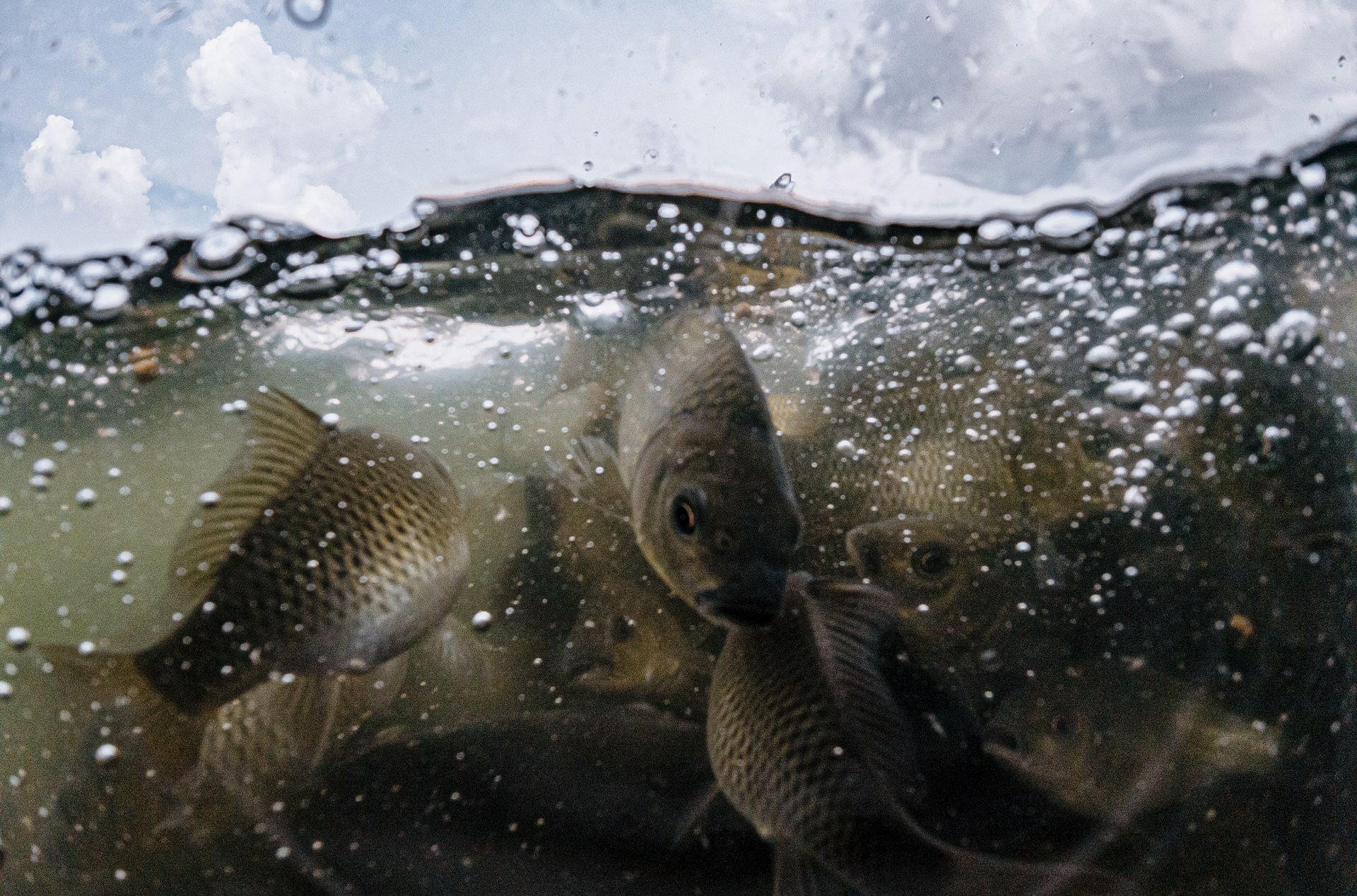 A crowded group of carp in cloudy water with poor visibility. The fish are jostling to feed on fish food pellets in a floating net cage on an Indonesian fish farm.