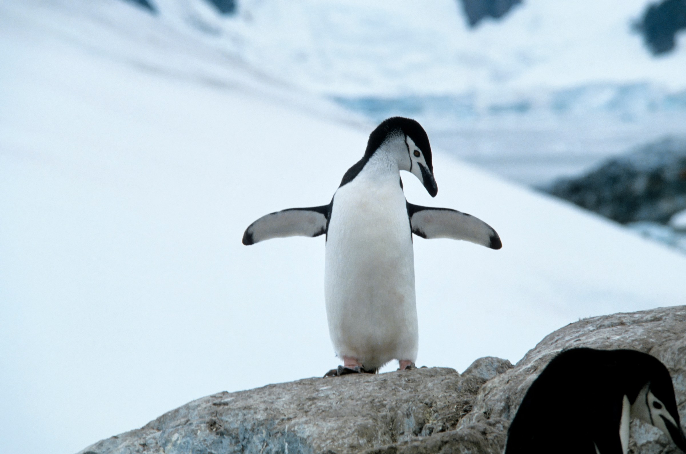 Populations of Chinstrap Penguins in Antarctica have declined, on average, by over 60 percent since 1980, according to the new report.