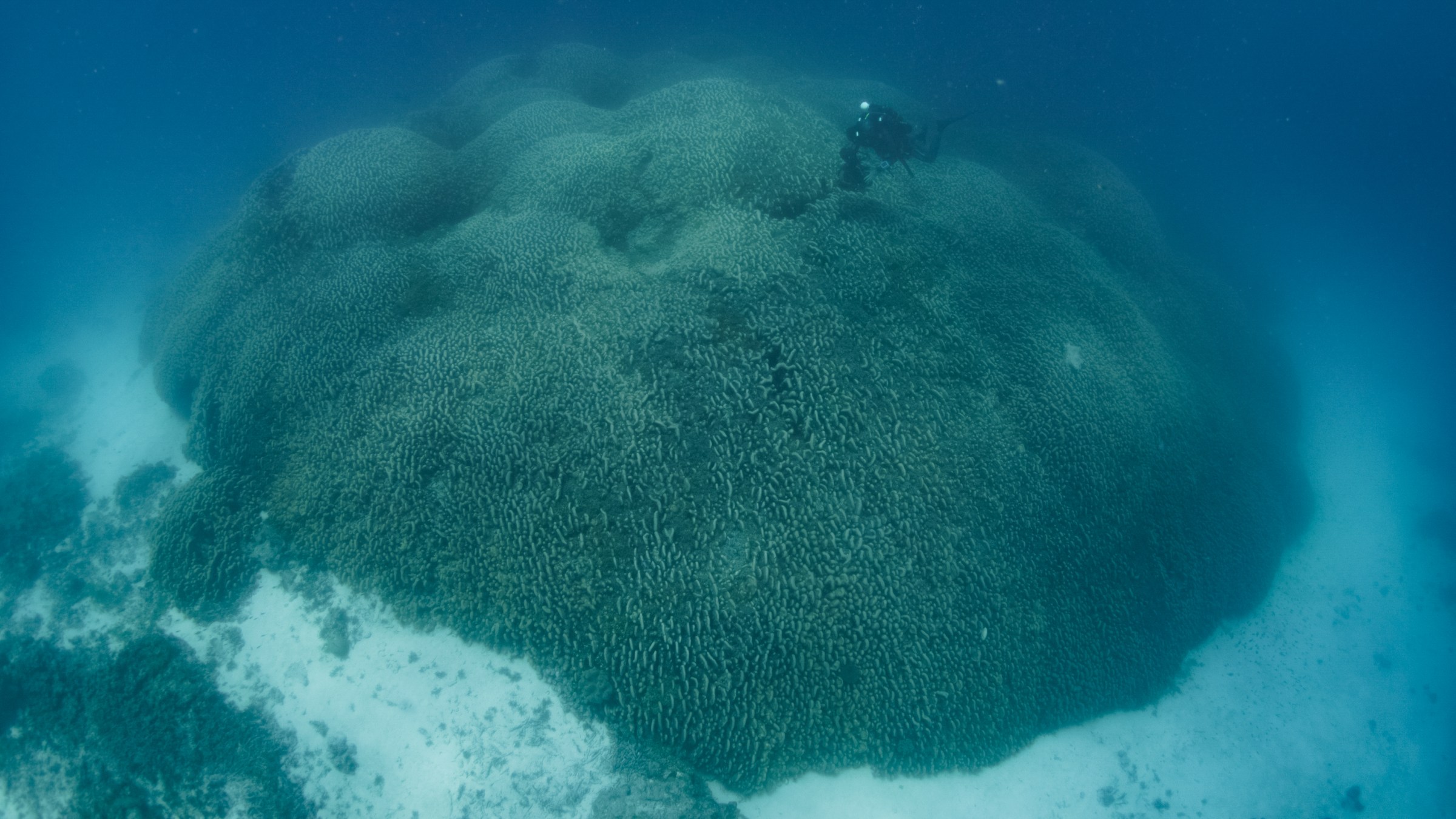 A large underwater mound with a scuba diver looking small swimming above it.