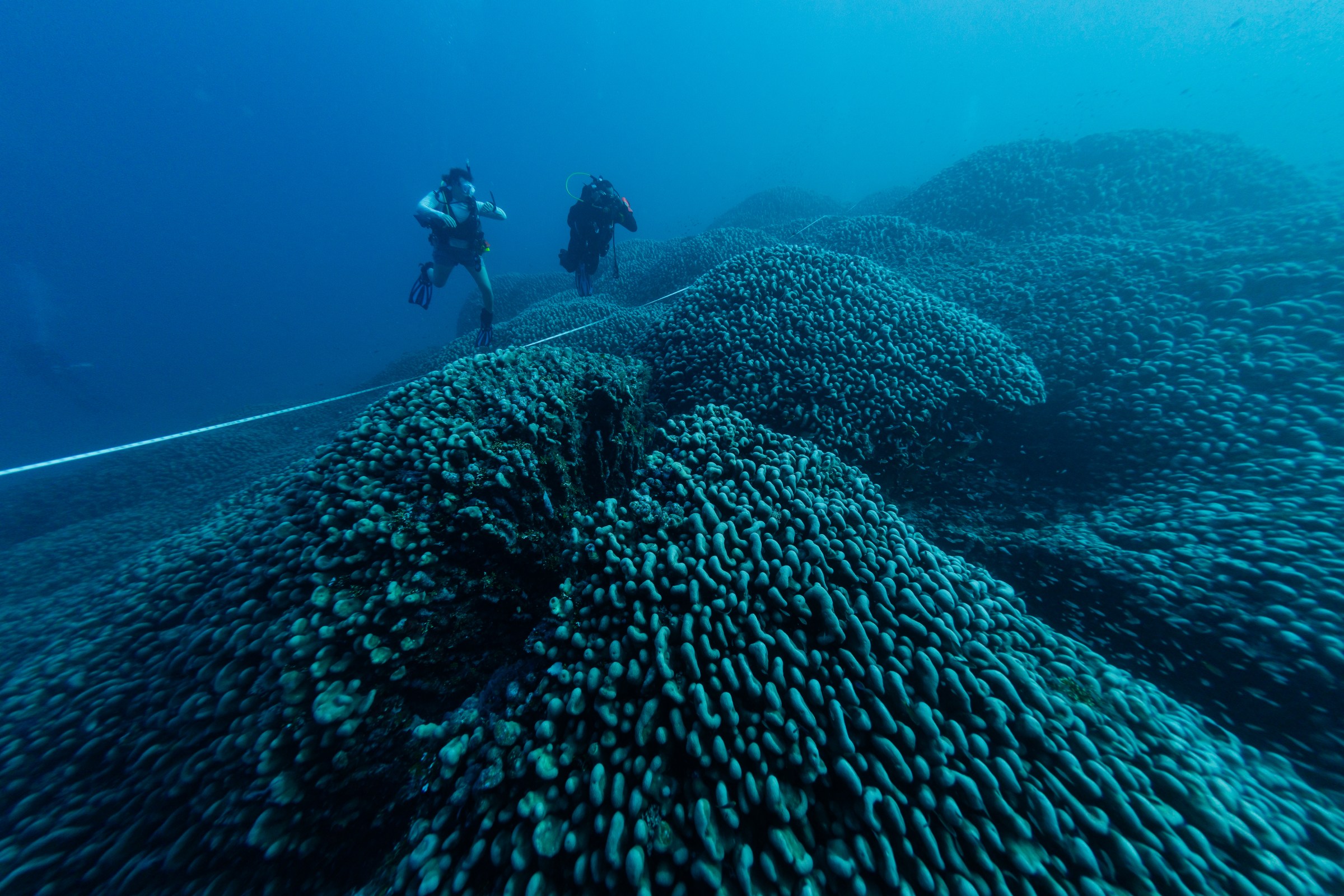 Two scuba divers and a long measuring tape underwater above a large coral mound.