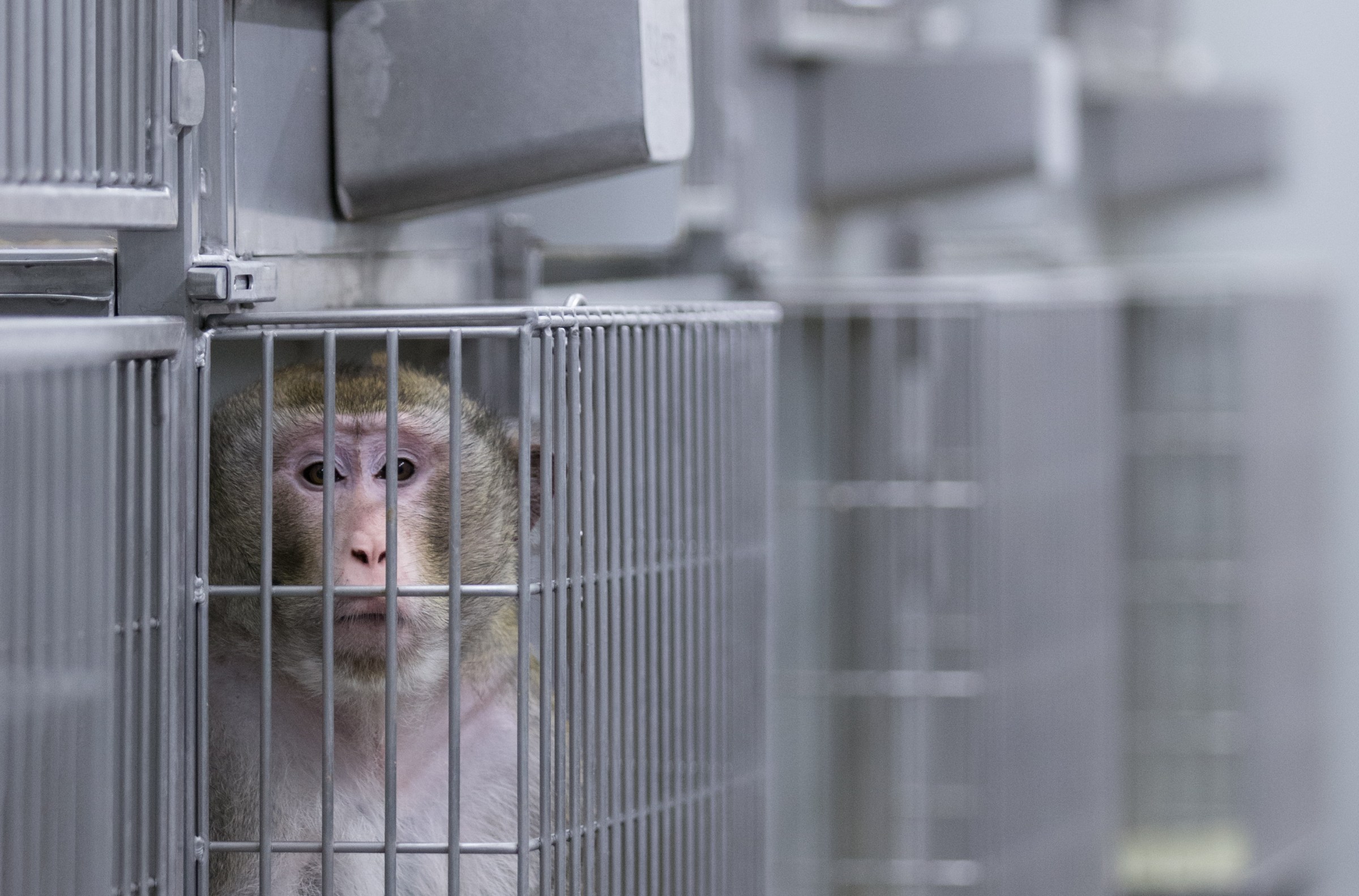 A macaque in a laboratory cage, surrounded by other cages with no visible occupants, looks through the bars.