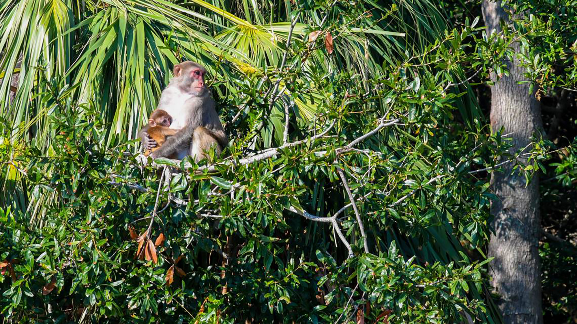 An adult monkey sitting on a tree branch cradles a baby monkey. 