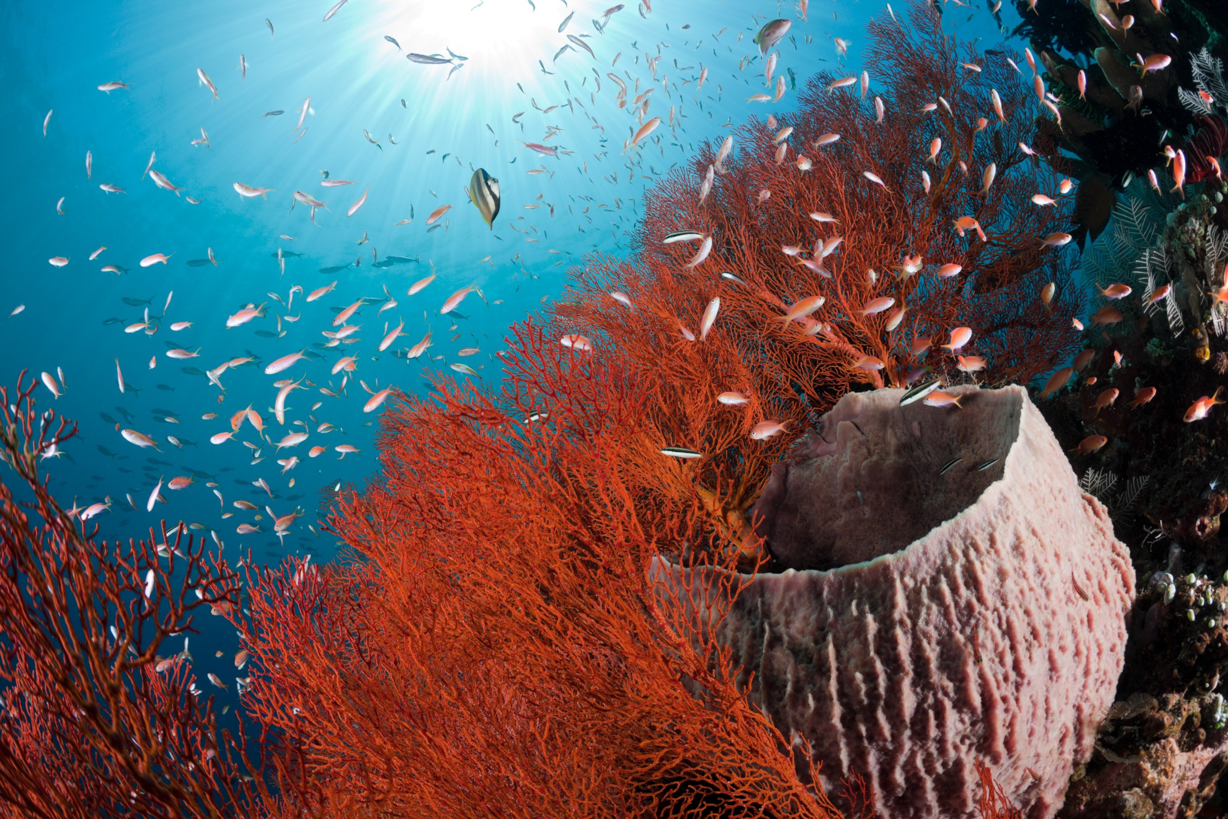 A large sea sponge, pale pink and cup-shaped, next to fiery orange and deep red coral on the ocean floor, with an assortment of pretty fish hanging out 