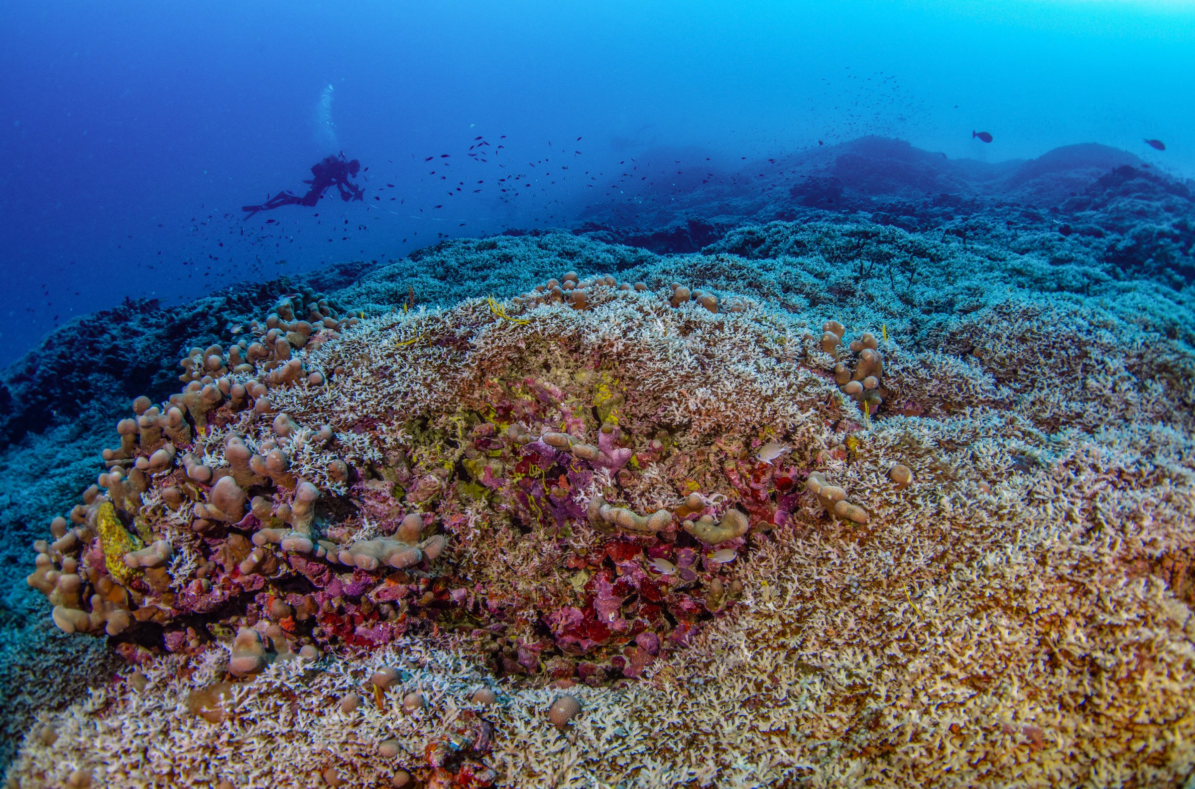 Close-up views reveal all kinds of sea life growing on and around the coral.