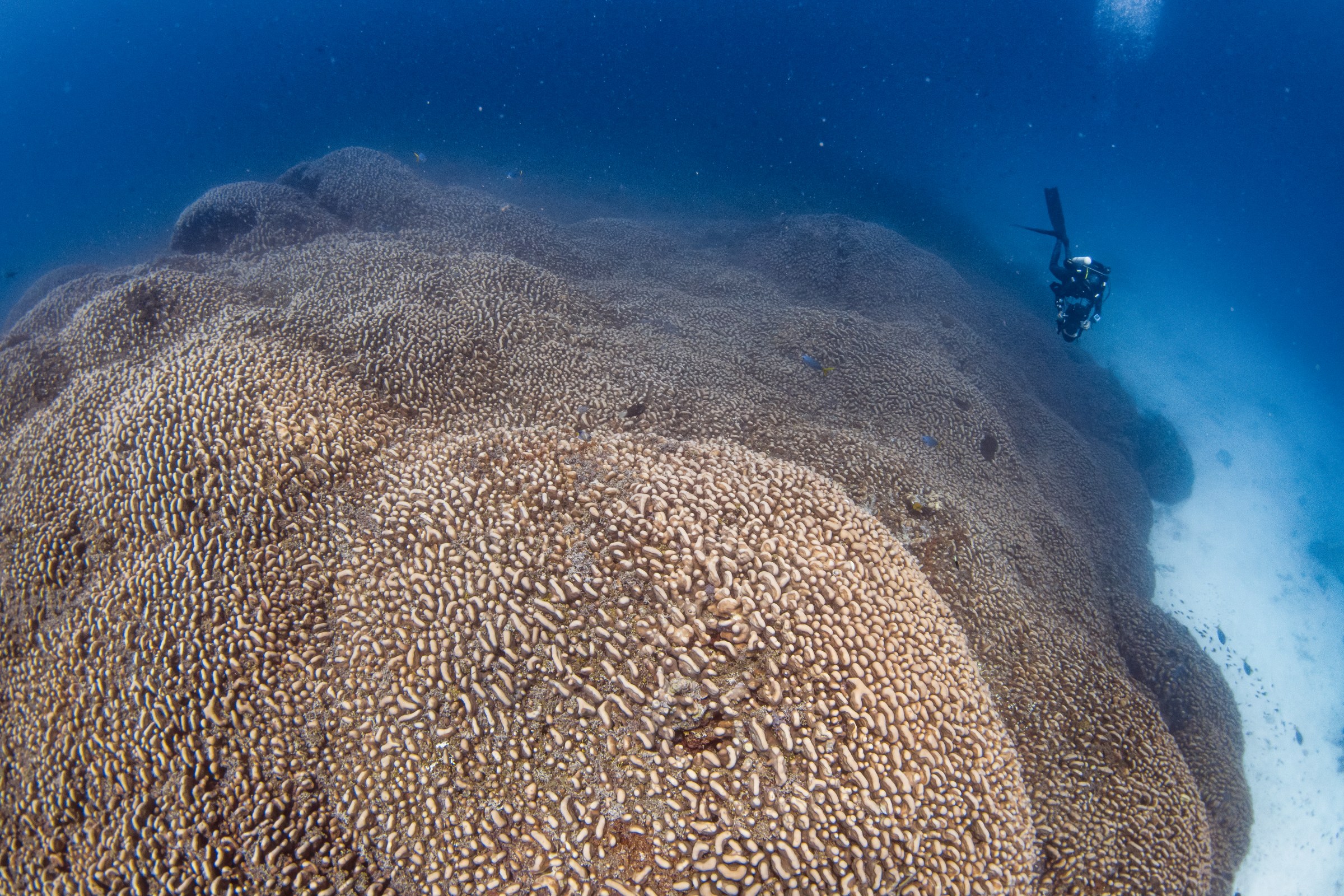 A huge mound of coral underwater, with a scuba diver looking small beside it.