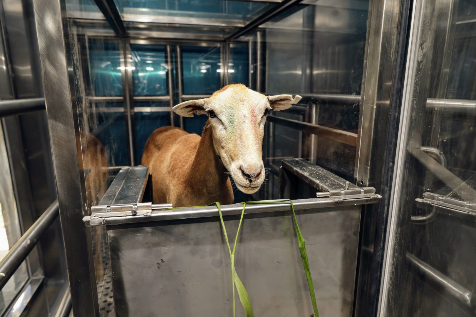 A sheep inside one of the hermetically sealed chambers that measures methane gas.