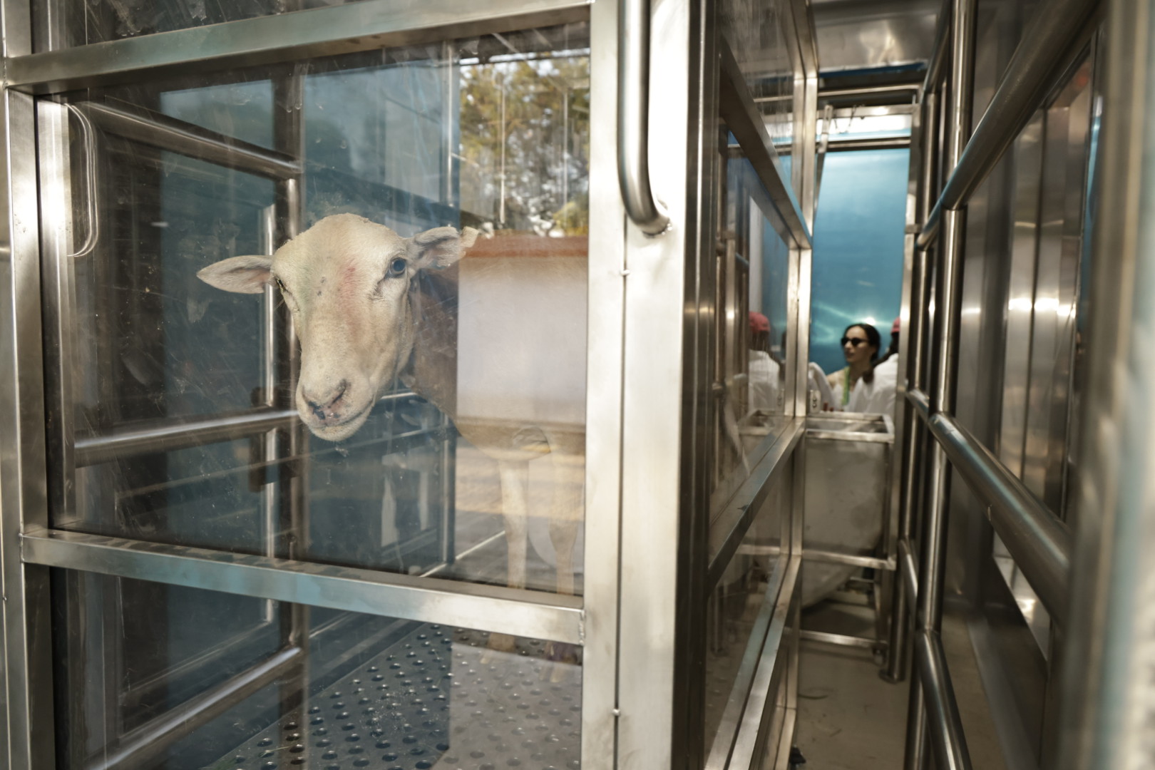 A sheep peers from inside the chamber.