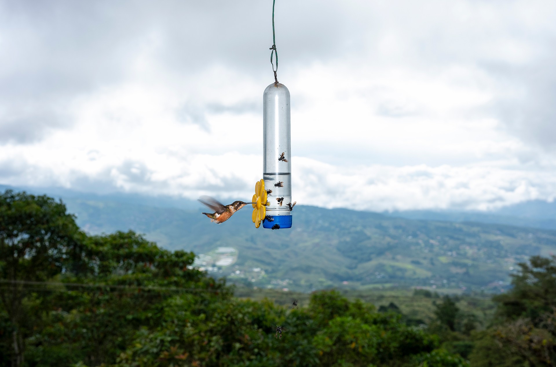 Varios comederos para colibríes cuelgan de las vigas de un restaurante al noroeste de Cali. Aquí, un colibrí rumbito pechiblanco se acerca a tomar un sorbo de agua azucarada.