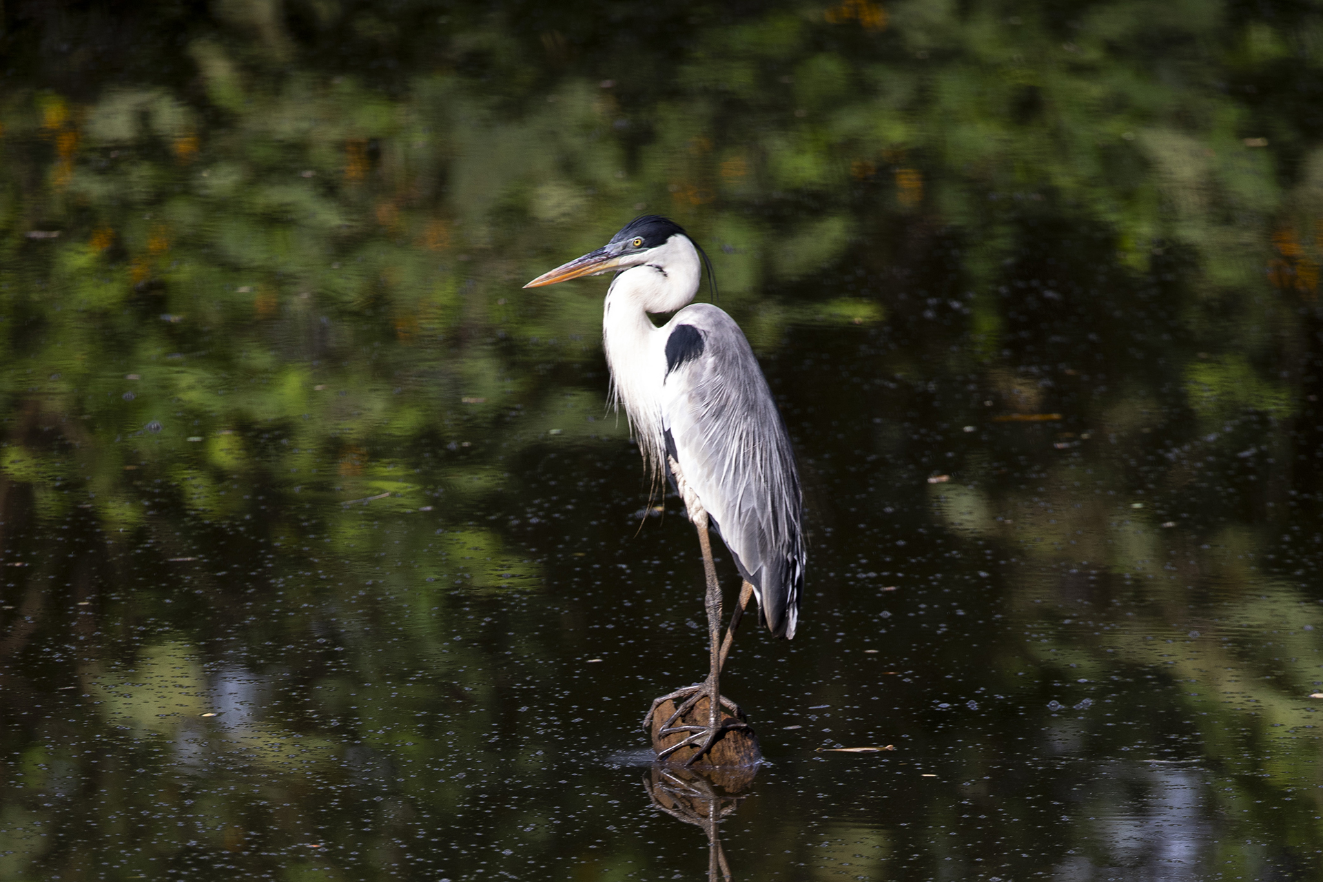 Una garza cocoi se posa sobre un tronco sobresaliente de la Laguna de Sonso.