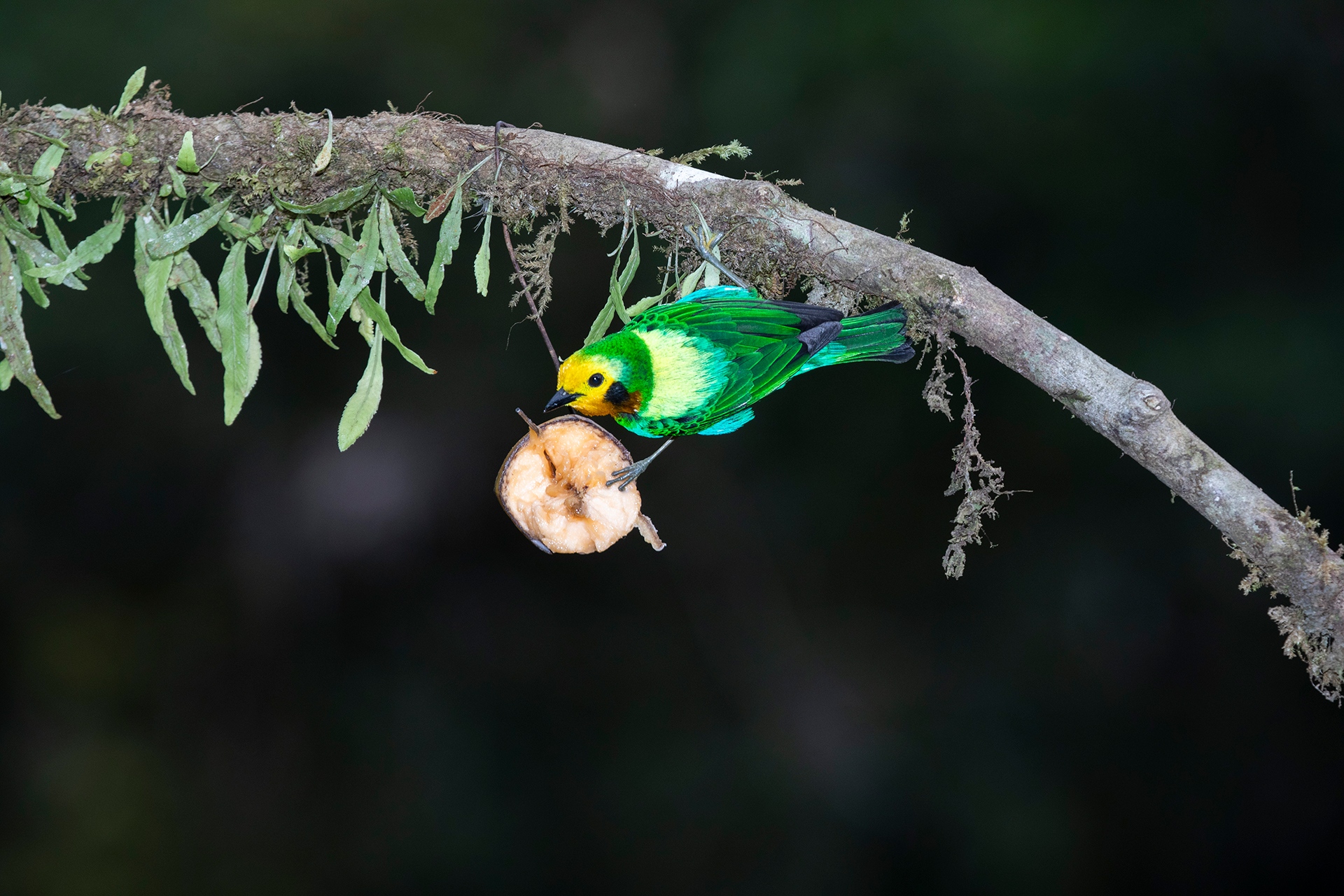 Una tángara multicolor visita La Florida para comer algo de fruta.