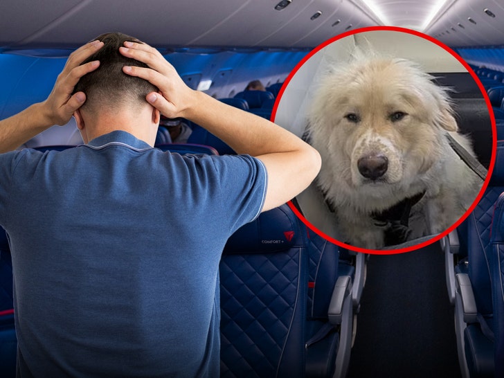 Delta Passenger Fumes After Service Dog Allegedly Replaces Him in First Class