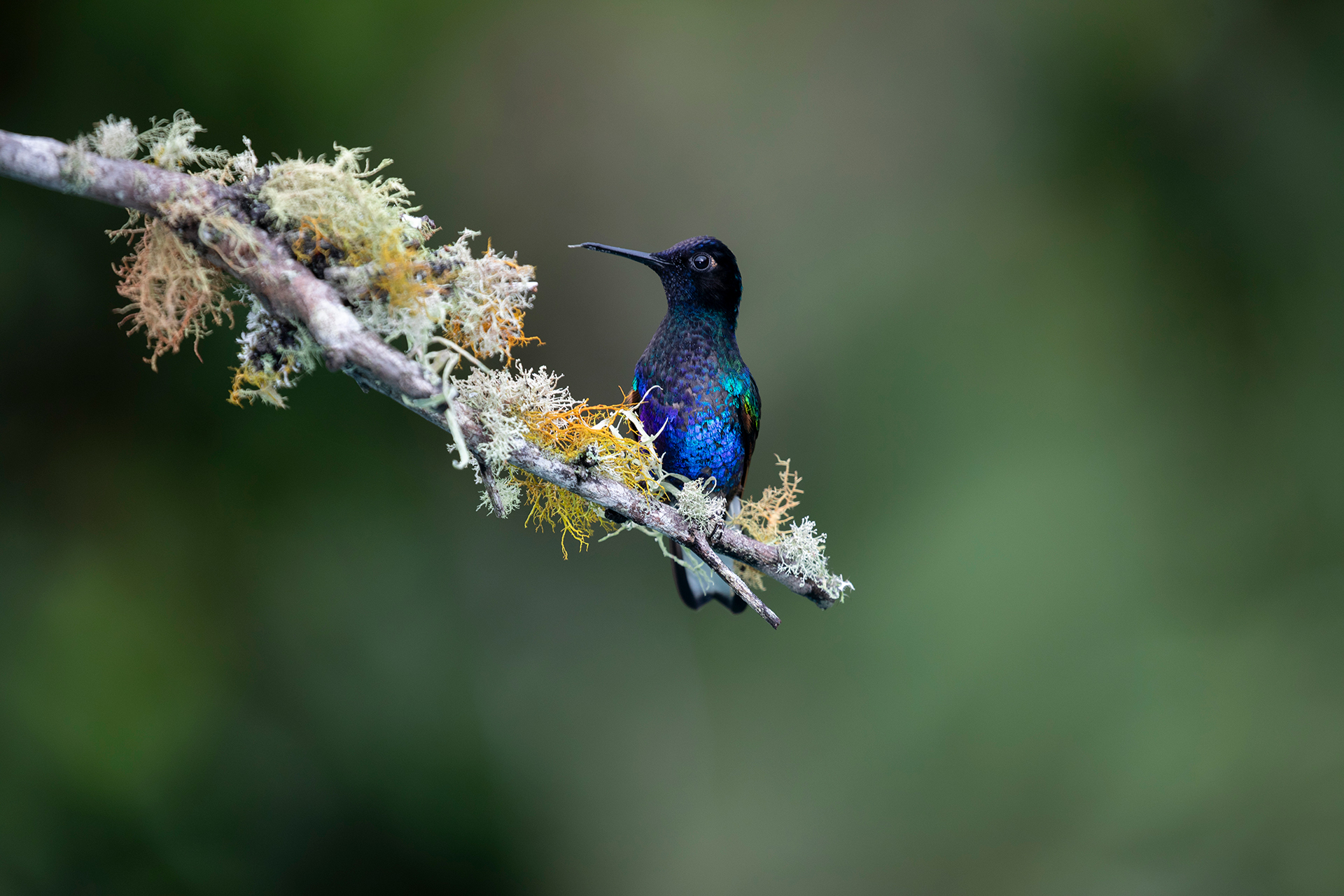 A hummingbird with vibrant blue, purple and green feathers