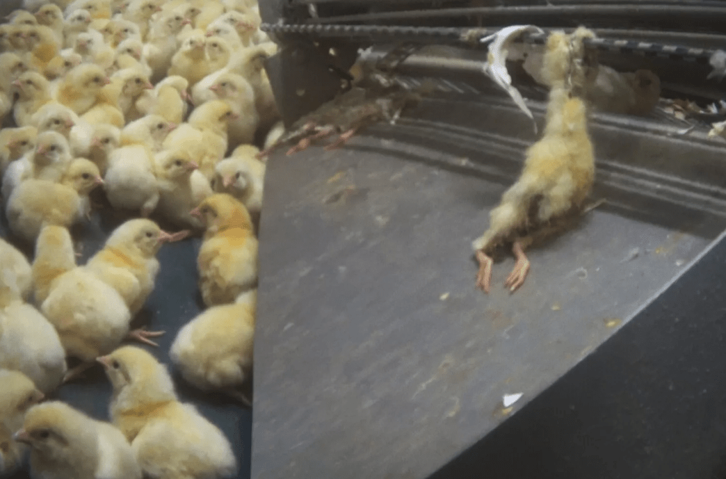 A chick is caught in machinery at a Foster Farms hatchery.