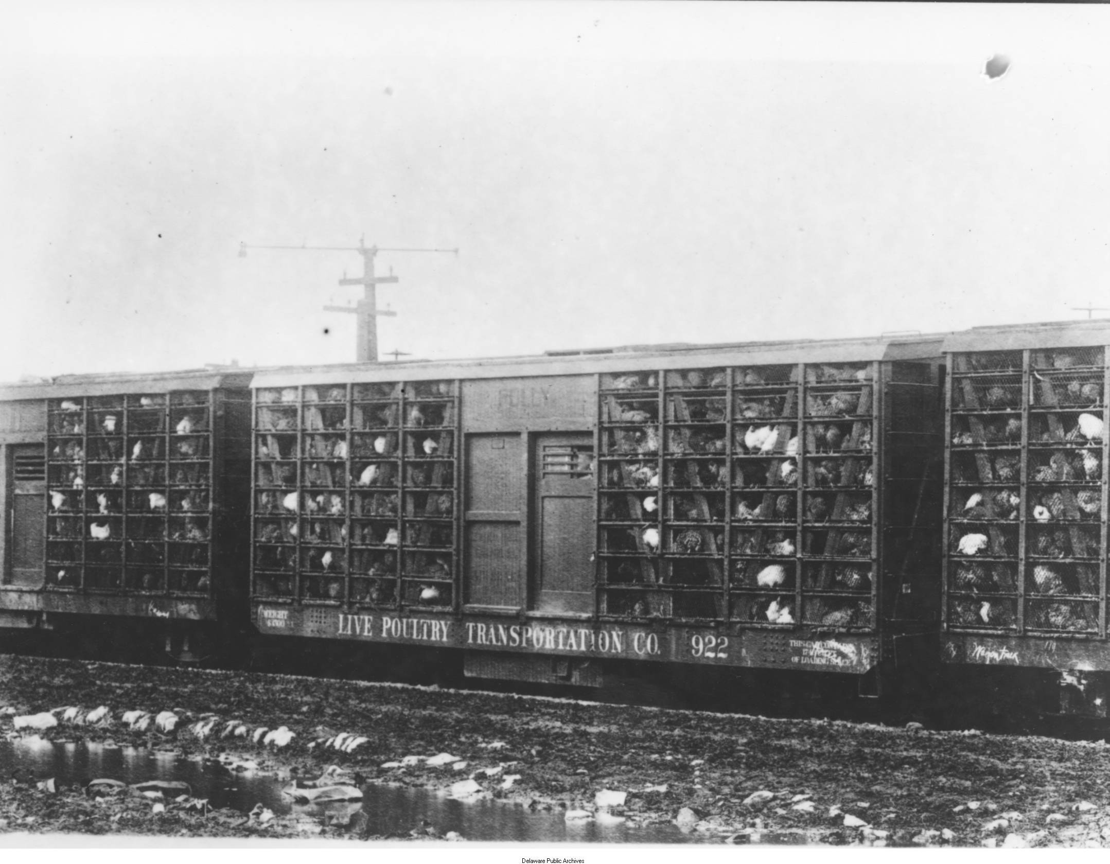 A freight train filled with chickens in Delaware.