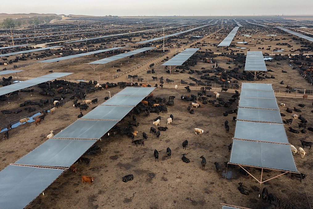 A photo of thousands cows roaming around in a massive feedlot.