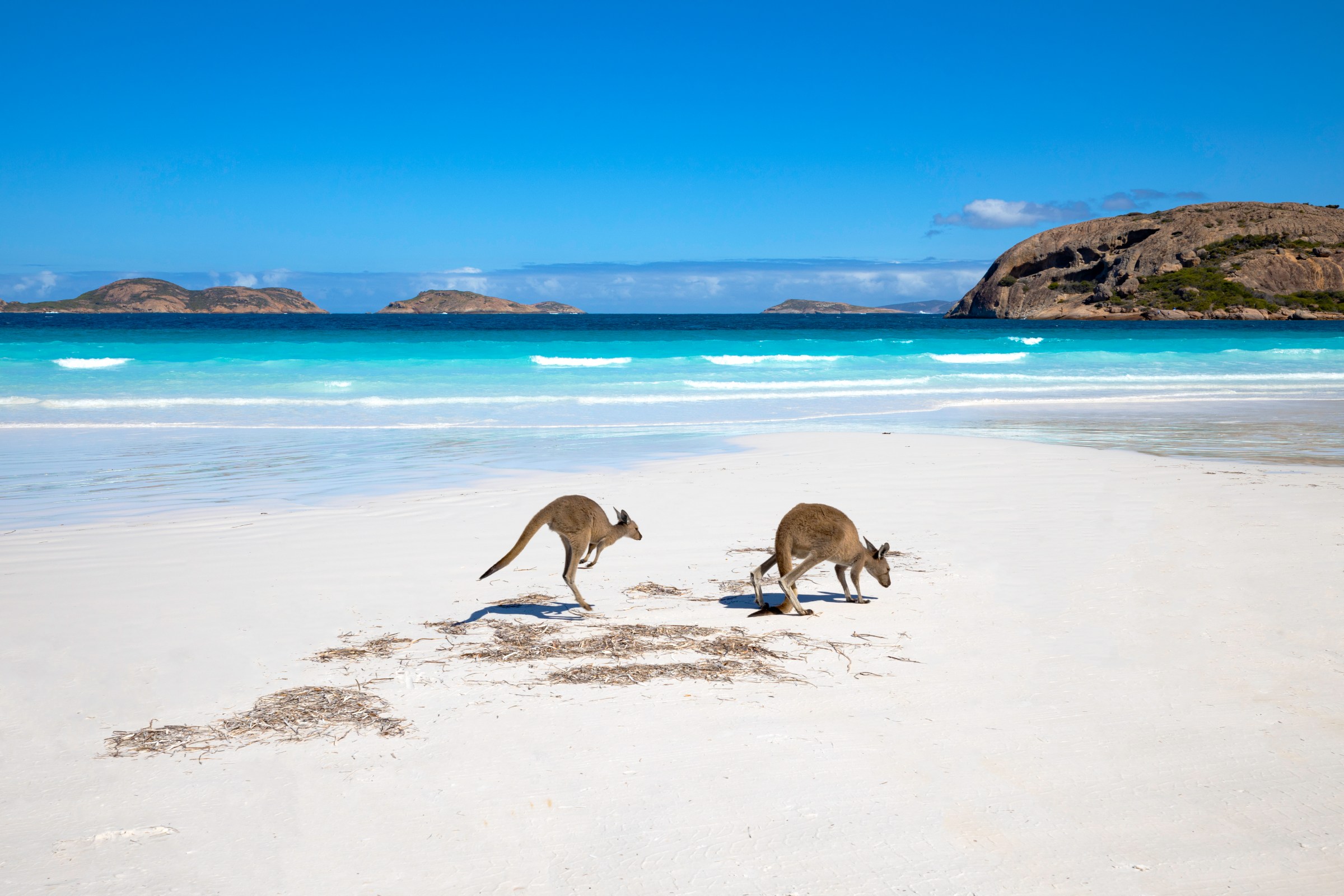 Kangaroos in sand.