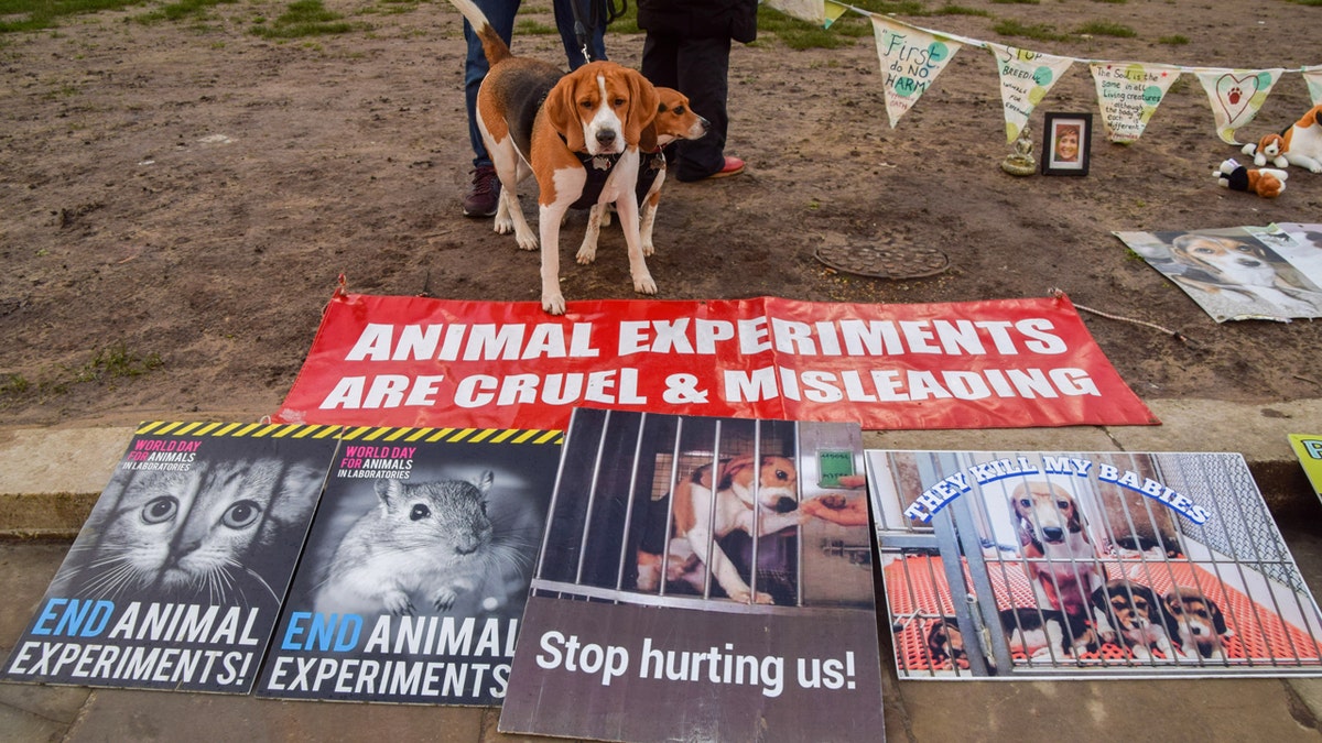 Beagle protest in the UK