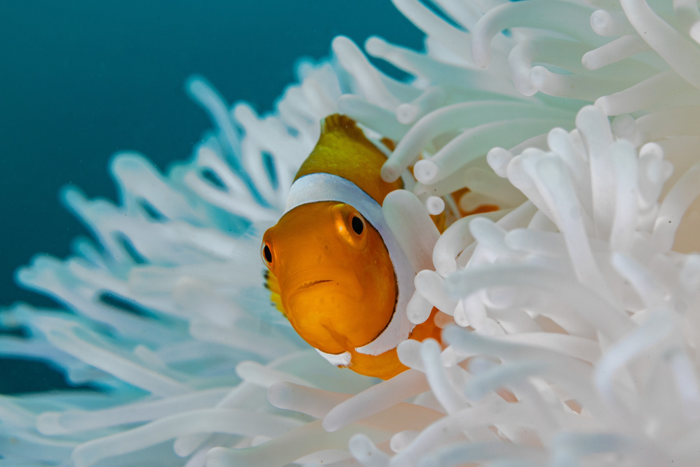 Clownfish in the ocean