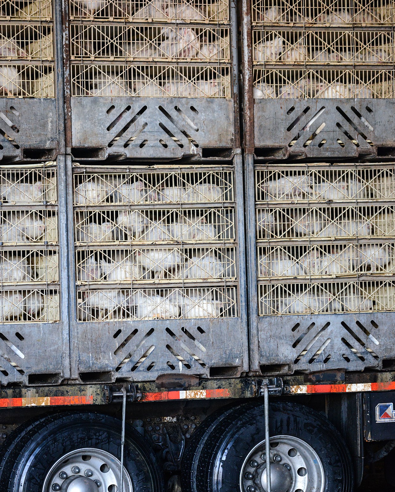 Packed chickens in a truck