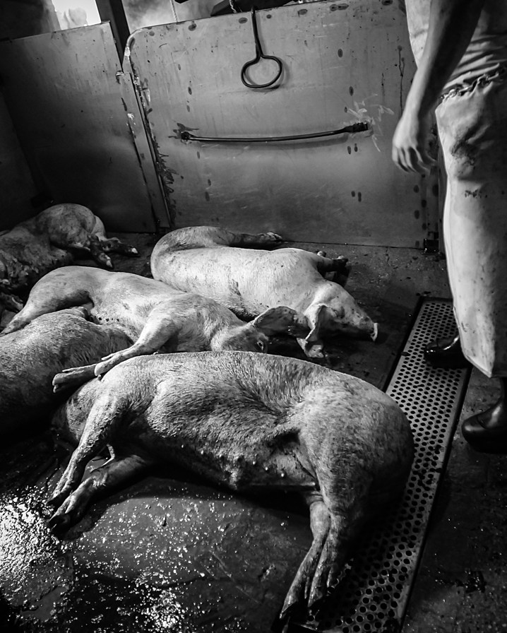 Pigs lie dying on a bloody slaughterhouse floor in Canada as a worker stands over them before pushing them into a scalding tank.