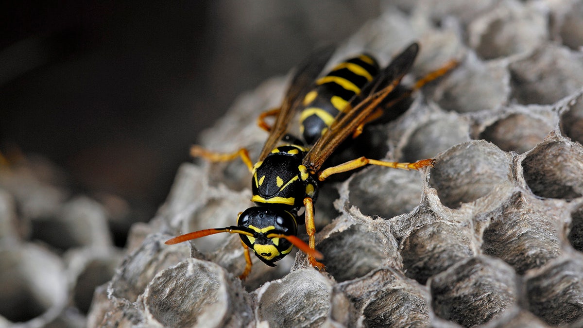 paper wasp on nest