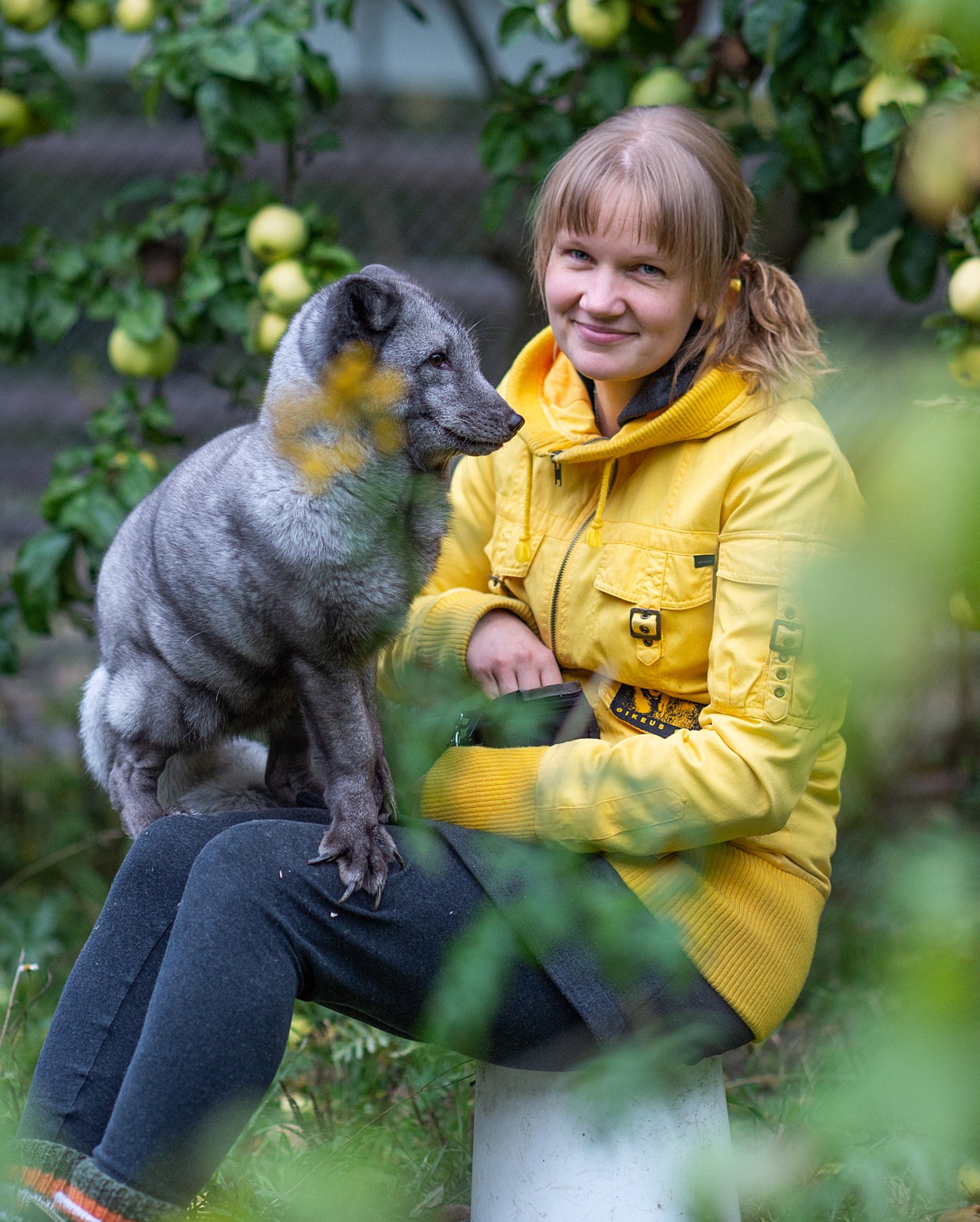 A fox sits on the lap of a woman sitting down.
